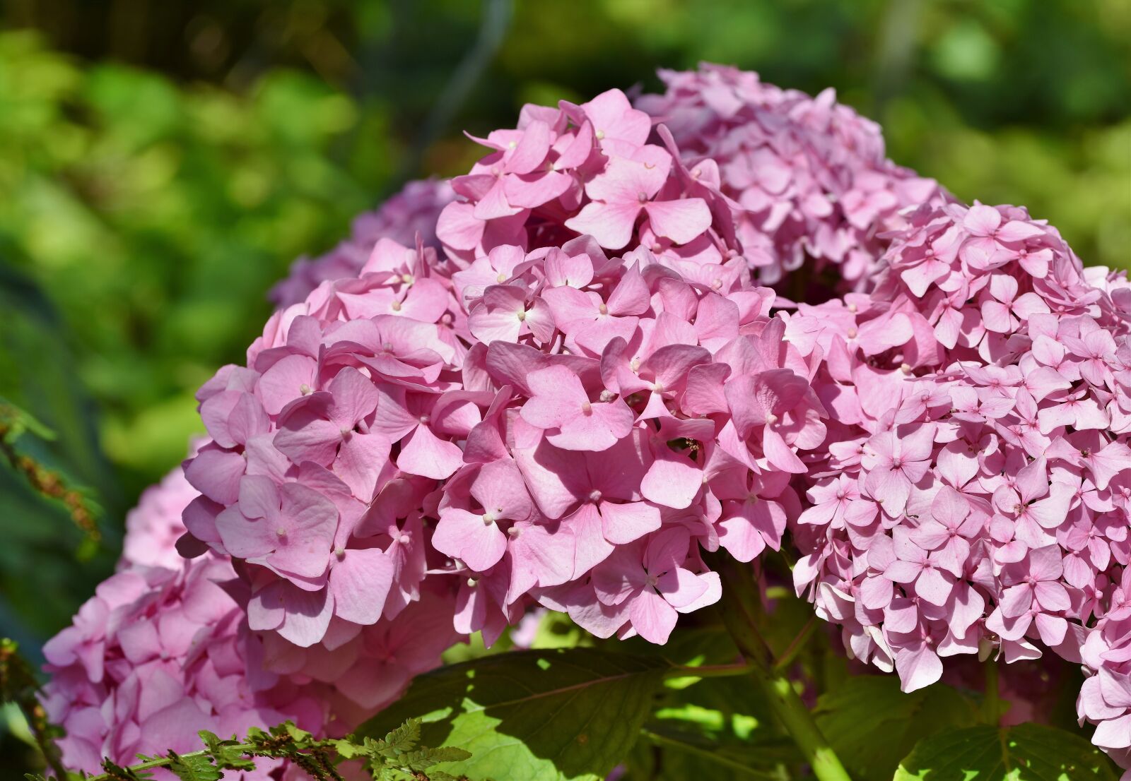 Nikon D7200 sample photo. Hydrangea, hydrangea flower, greenhouse photography