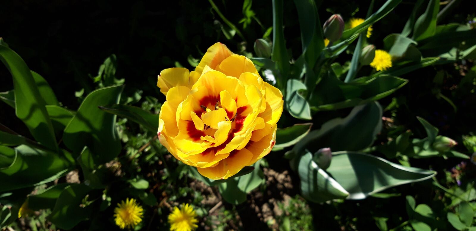 Samsung Galaxy A6 sample photo. Flower, tulipan, tulip photography