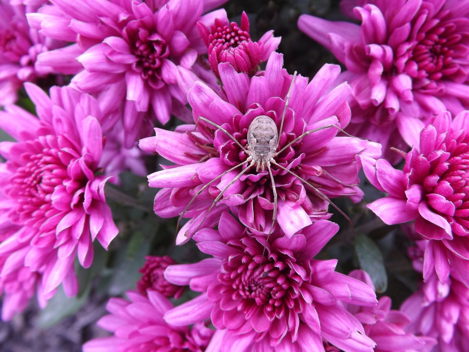 Fujifilm FinePix S4200 sample photo. Spider, insect, nature photography