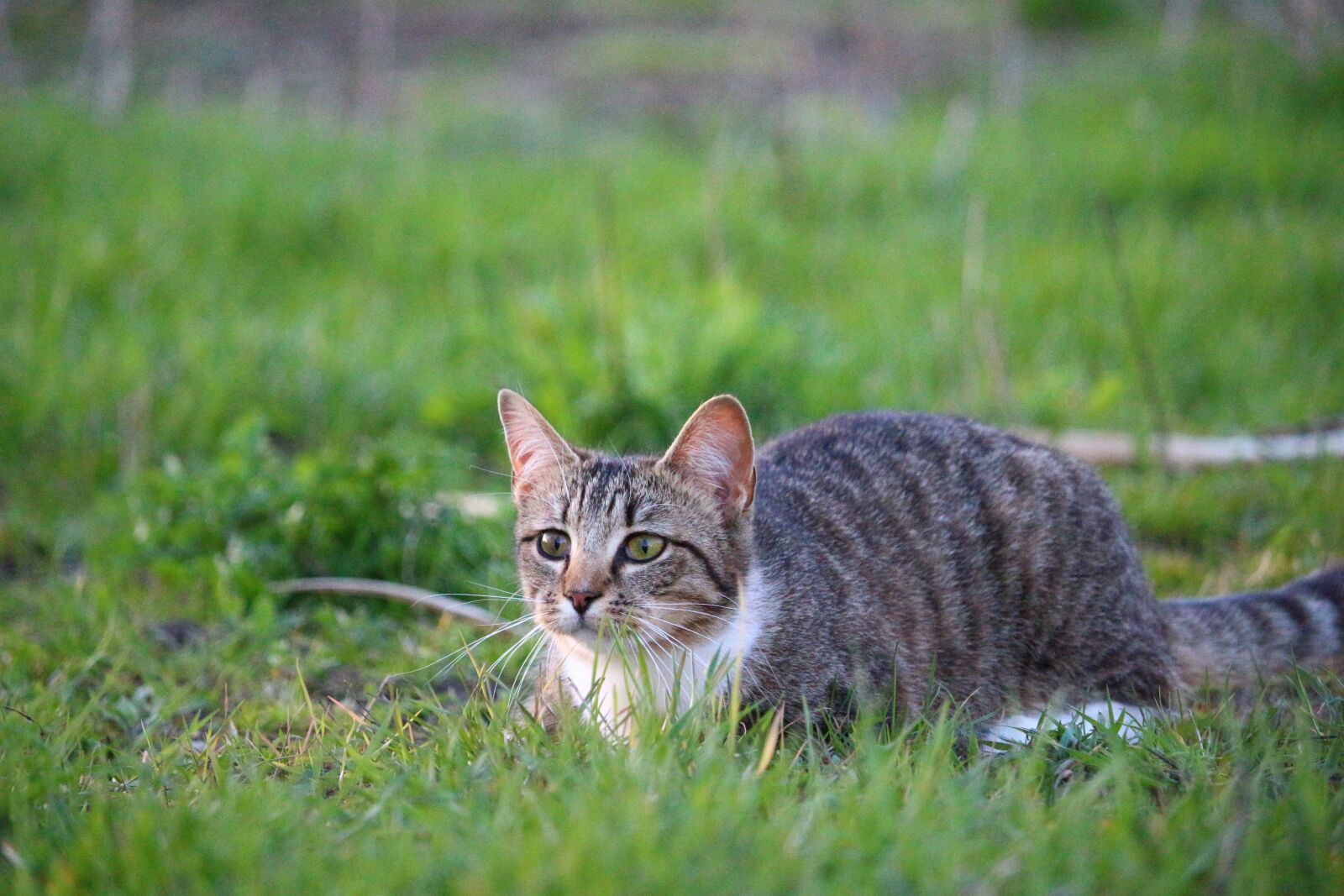 Canon EOS 100D (EOS Rebel SL1 / EOS Kiss X7) sample photo. Cat, kitten, mieze photography