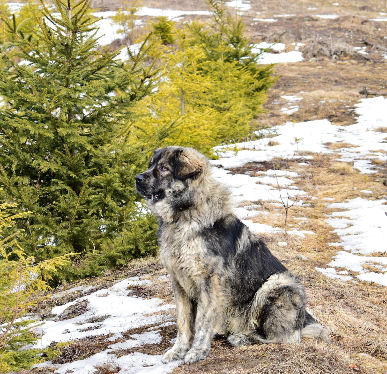 Nikon D3300 sample photo. Dog, tree, nature photography