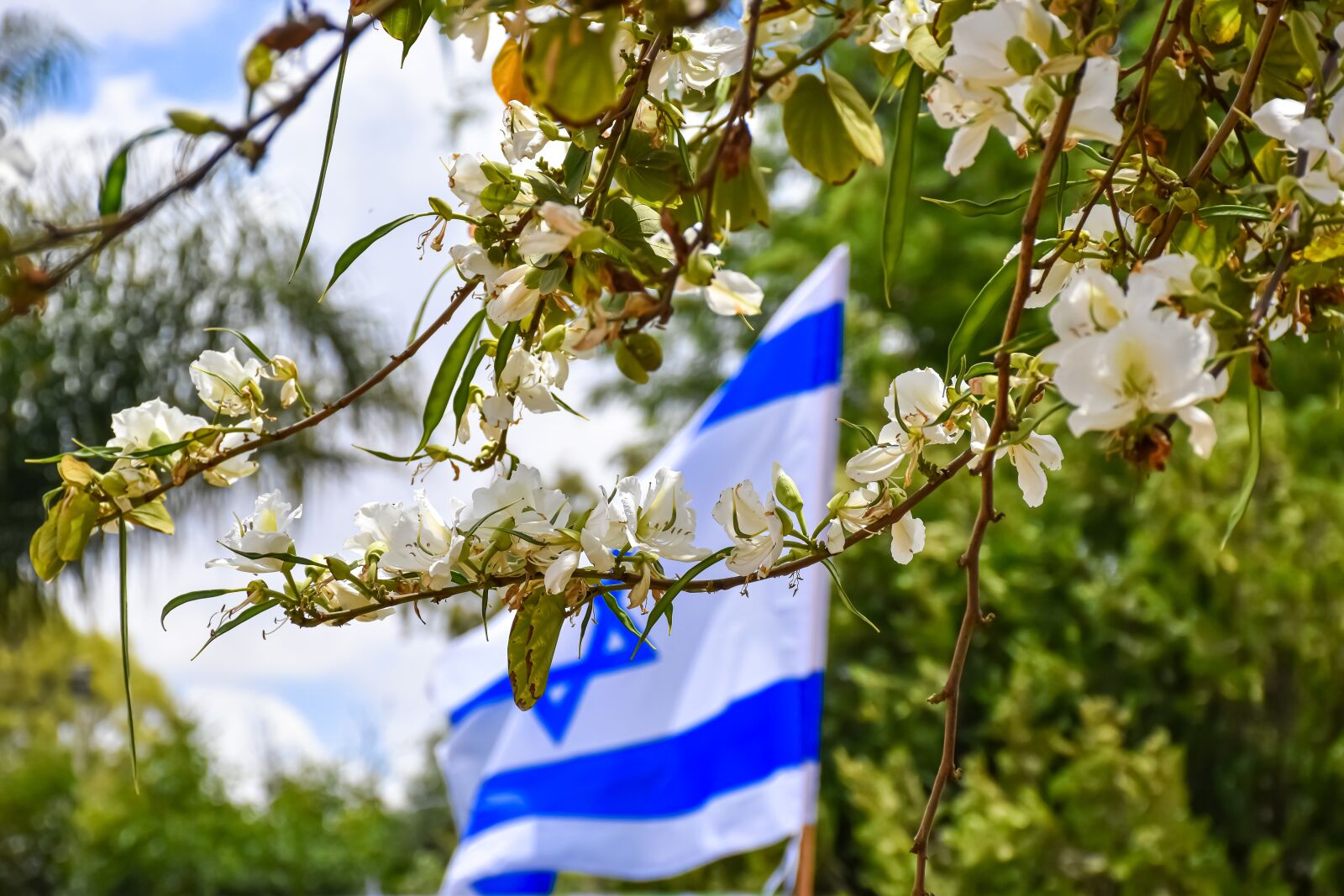 Nikon D5600 sample photo. Israeli flag, flowers, spring photography