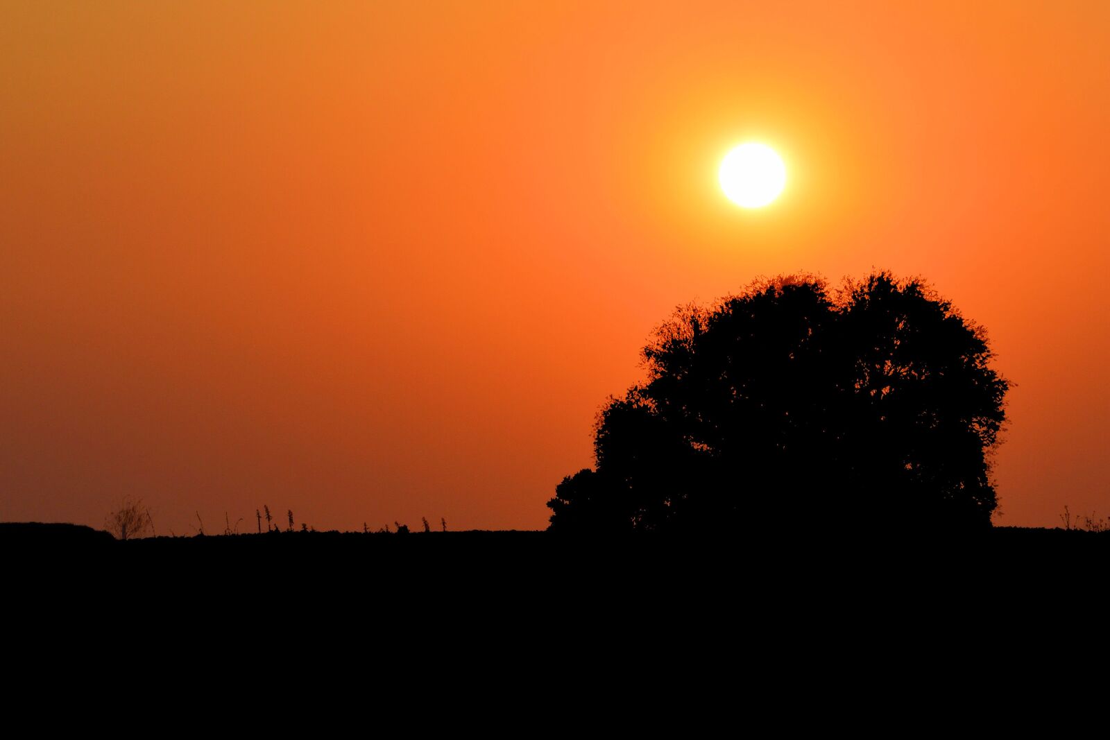 Nikon D3200 sample photo. Sunset, tree, silhouette photography