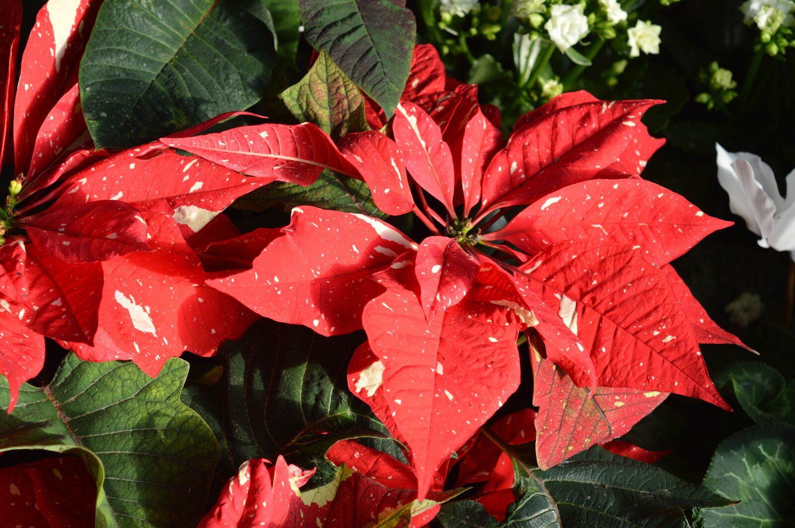 Nikon D3200 sample photo. Poinsettia, flower, red photography