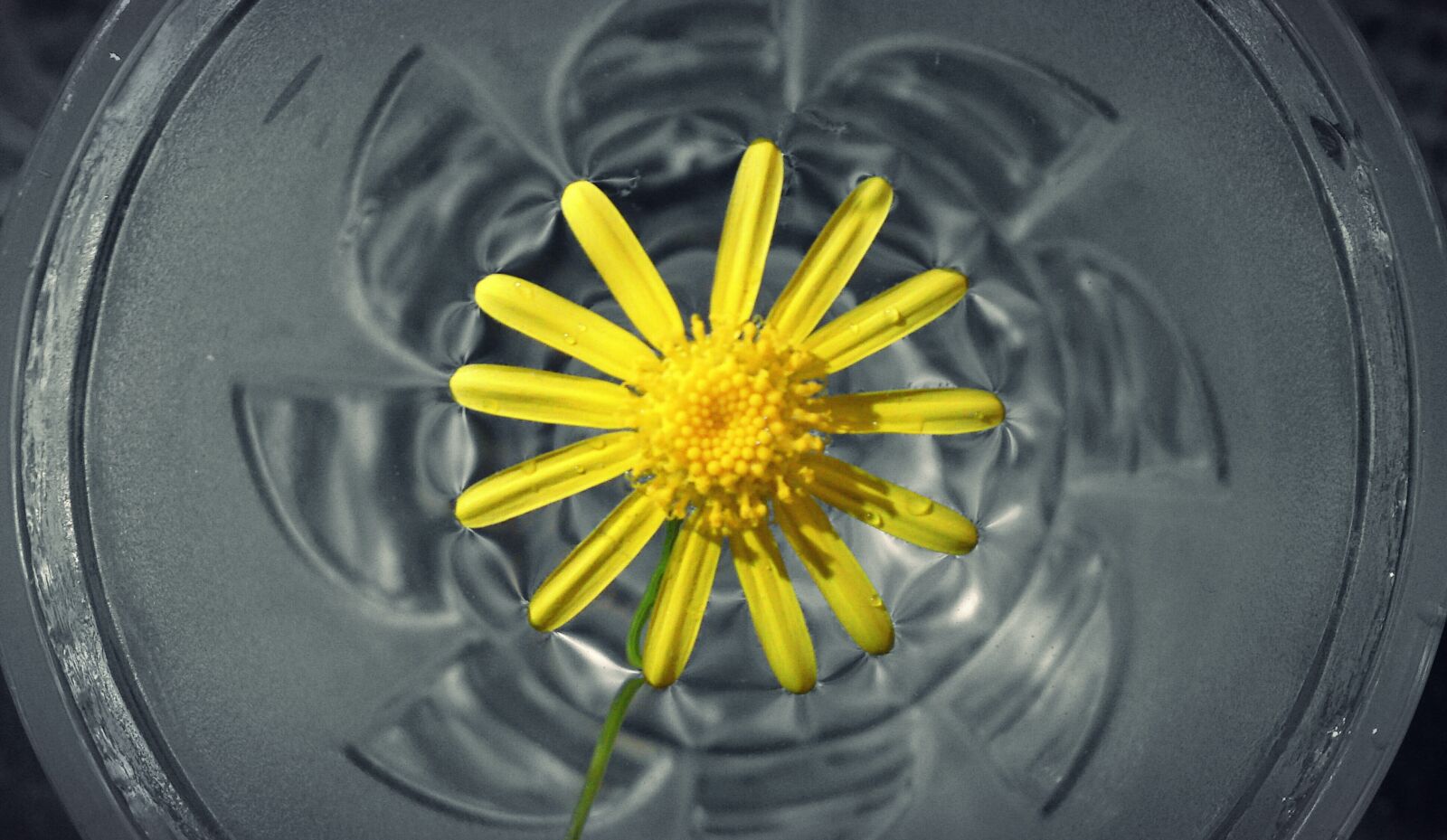 Sony Ericsson U1i sample photo. Flower in water, flower photography