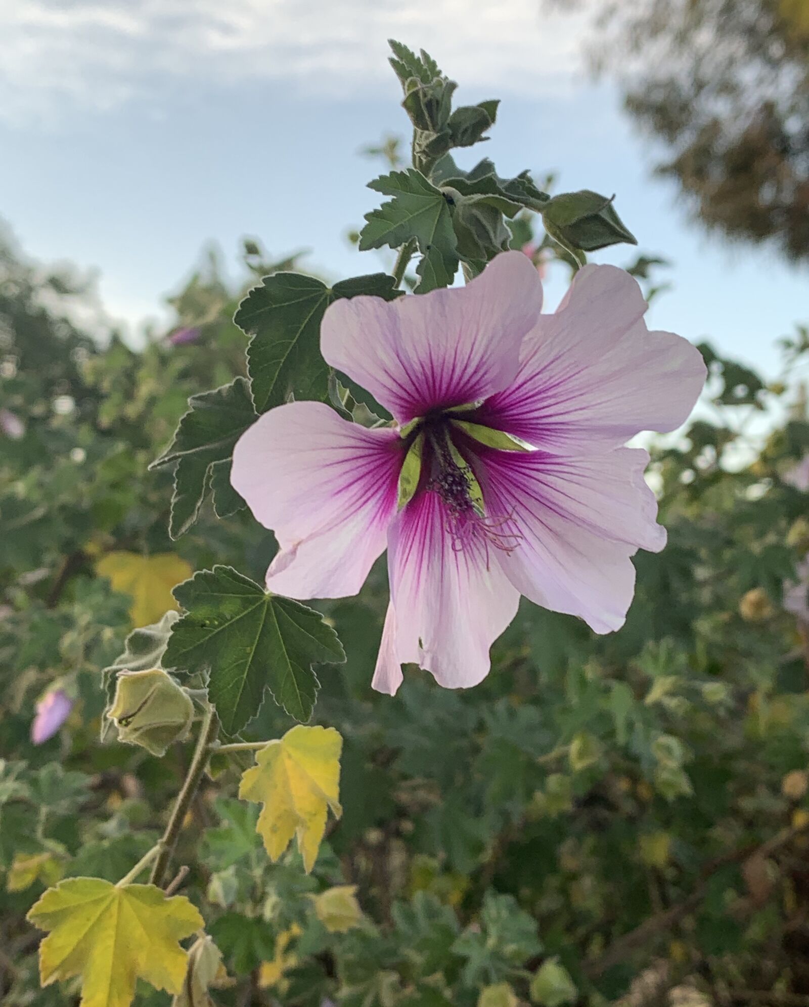 Apple iPhone XS sample photo. Hollyhock, flower, pink photography