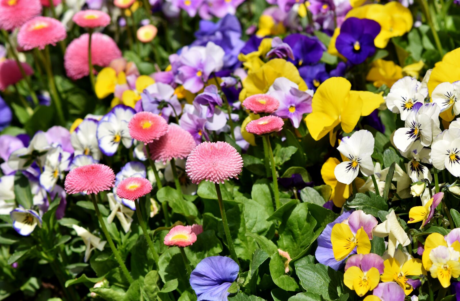 Nikon D7200 sample photo. Flowers, flower bed, pink photography