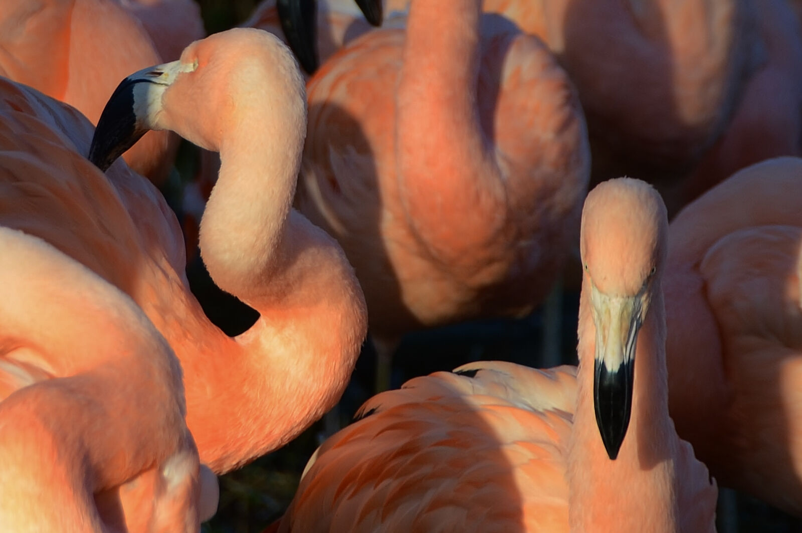 Nikon D7000 sample photo. Bird, purple, animal, zoo photography