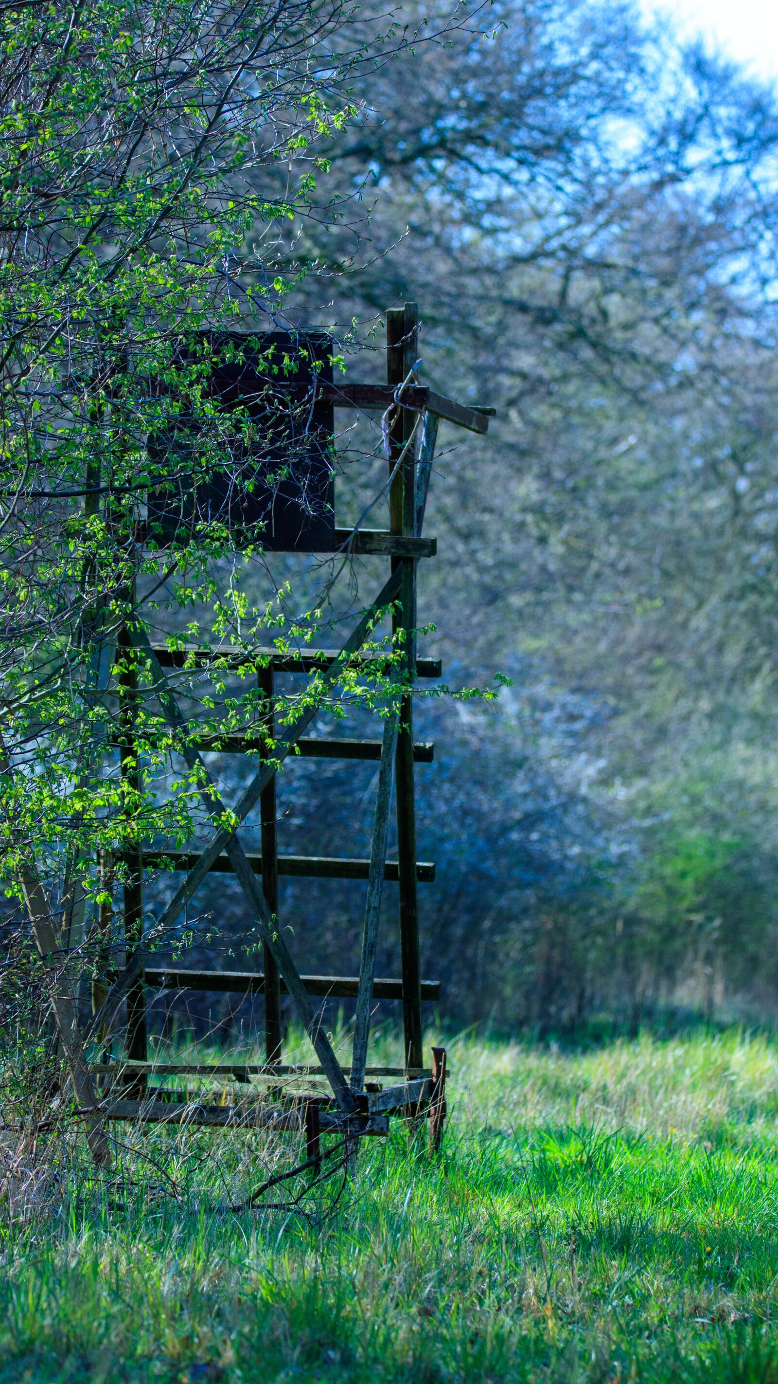 Canon EOS 80D sample photo. Edge of the woods photography