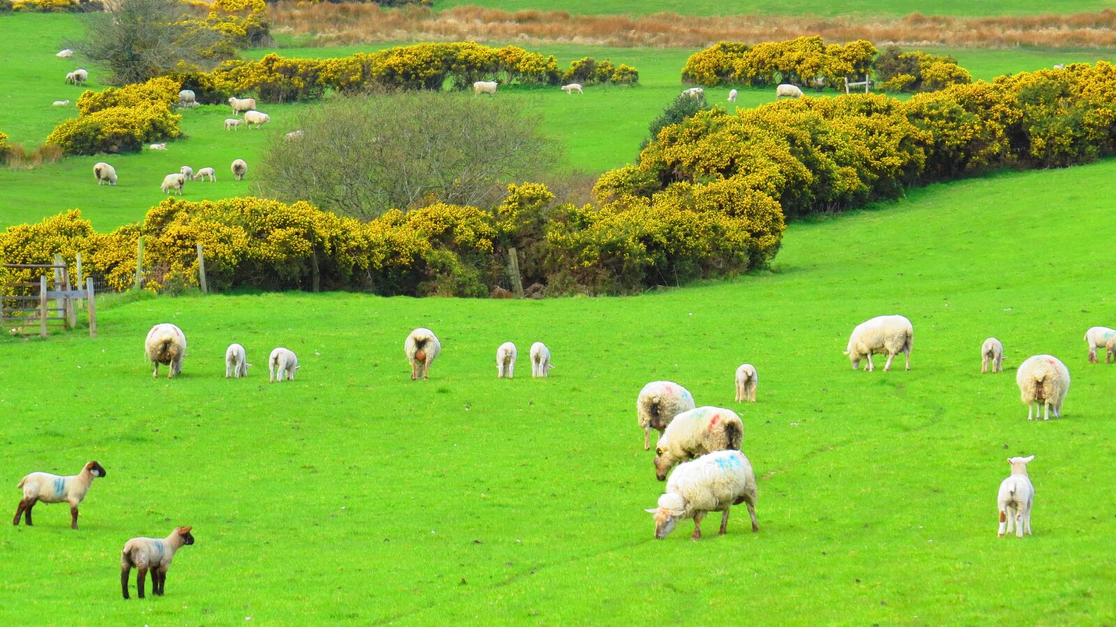 Canon PowerShot SX50 HS sample photo. Ireland, sheep, green photography