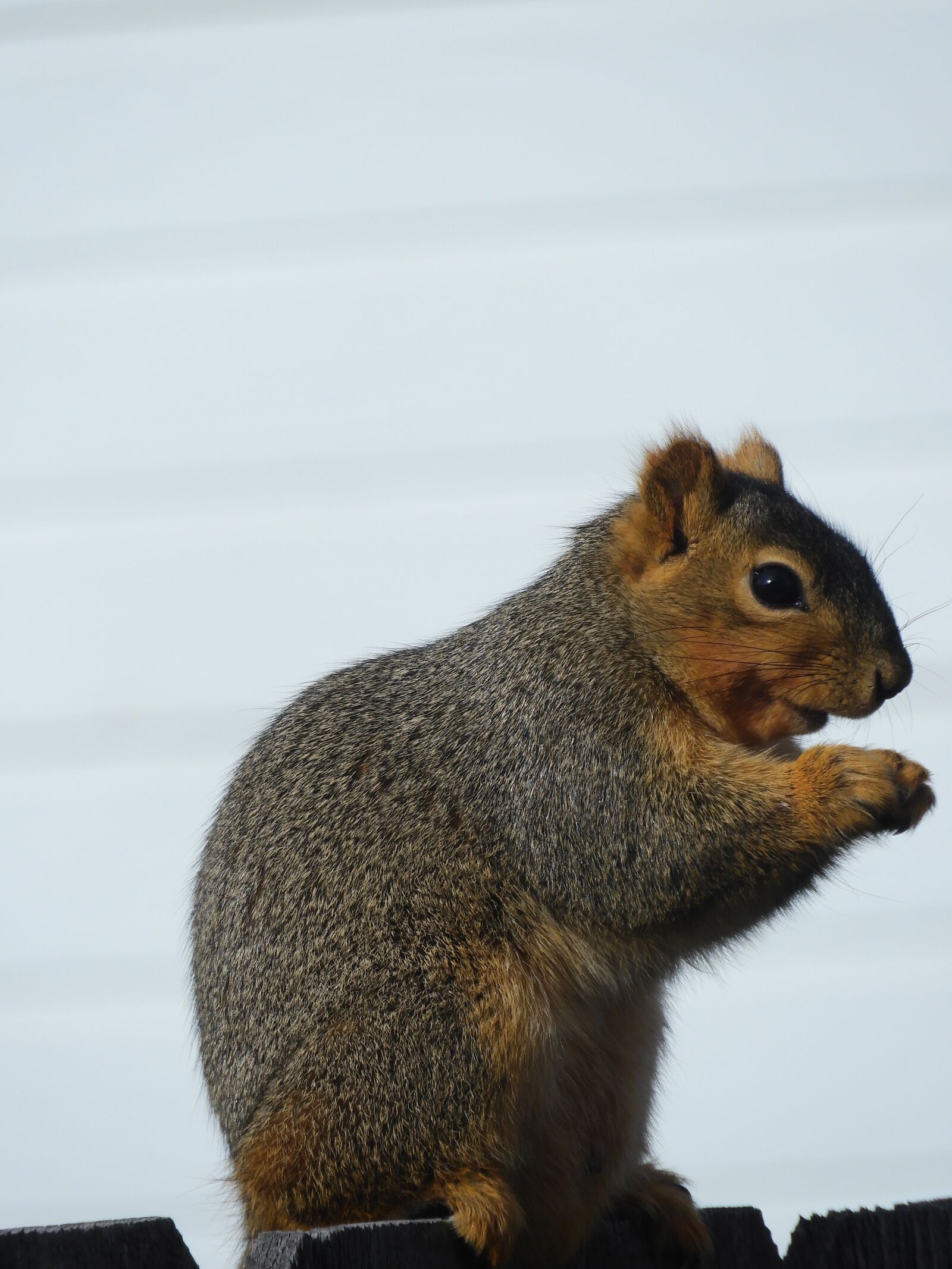 Nikon Coolpix B700 sample photo. Squirrel, rodent, cute photography