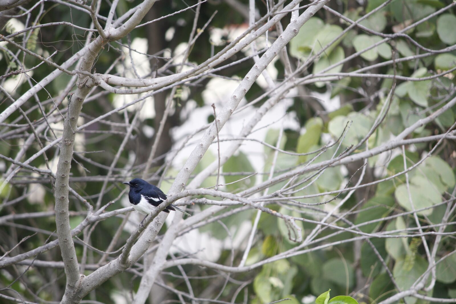 Canon EOS 1200D (EOS Rebel T5 / EOS Kiss X70 / EOS Hi) sample photo. Birds, nature, fly photography