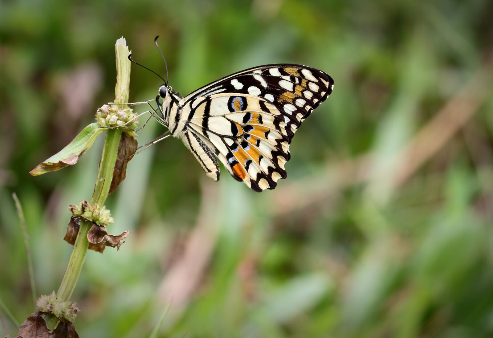Canon EOS 700D (EOS Rebel T5i / EOS Kiss X7i) sample photo. Color, beautiful, sharp photography