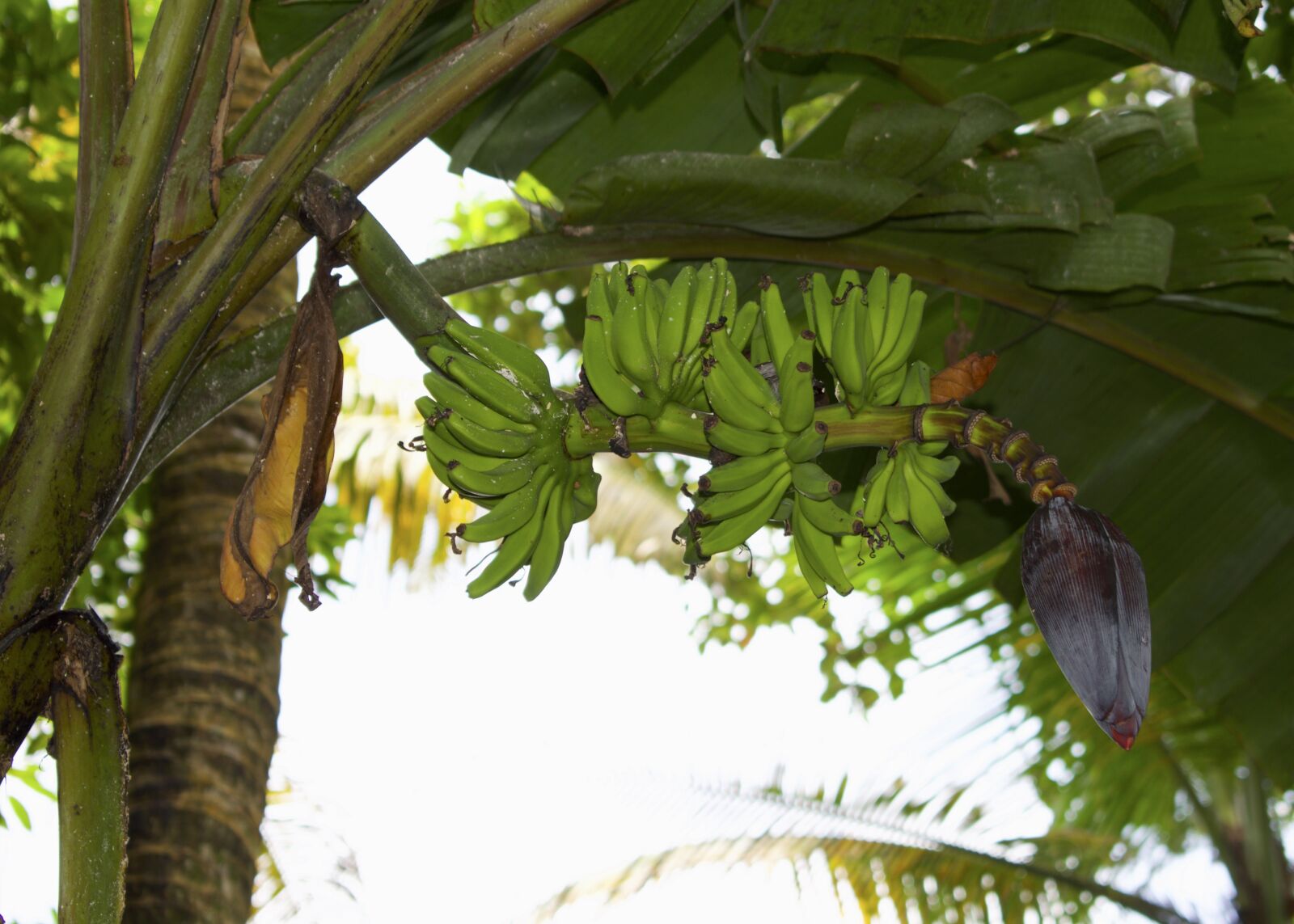 Nikon D5300 sample photo. Banana, banana green, fresh photography