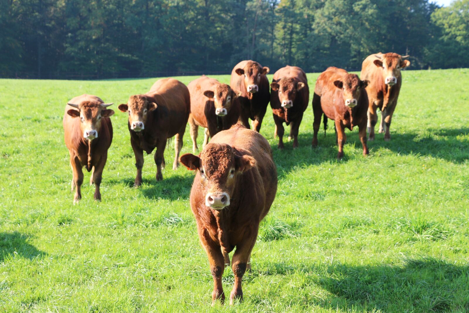 Canon EOS 70D sample photo. Vaches rousses, herds, breeding photography