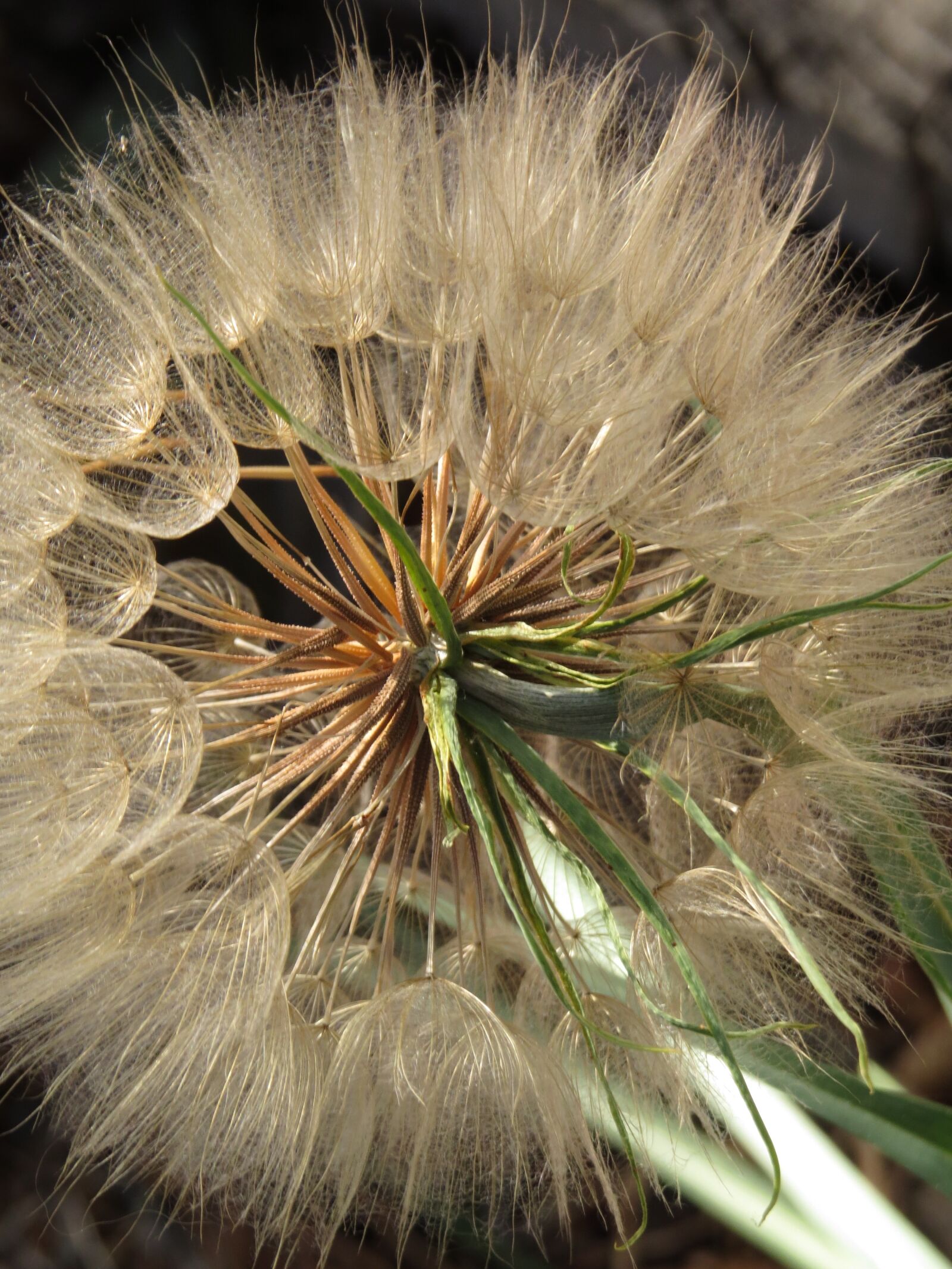 Canon PowerShot SX50 HS sample photo. Flowers, wishes, nature photography