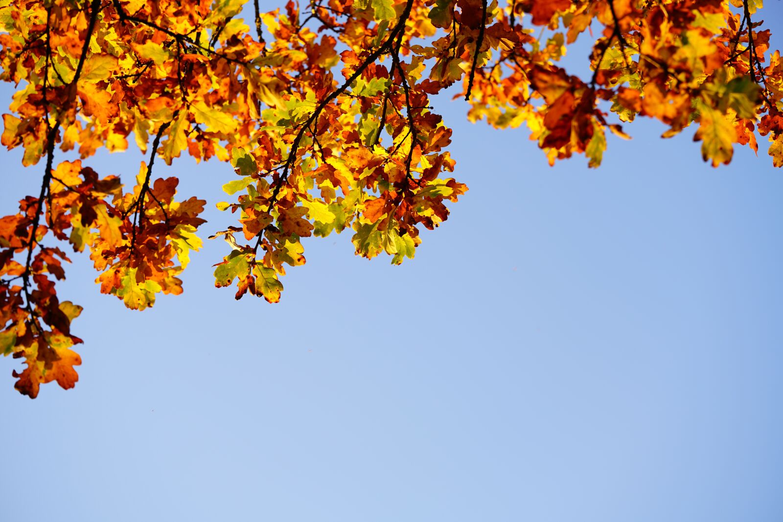 Sony a7R II + Sony FE 90mm F2.8 Macro G OSS sample photo. Oak leaves, leaves, oak photography