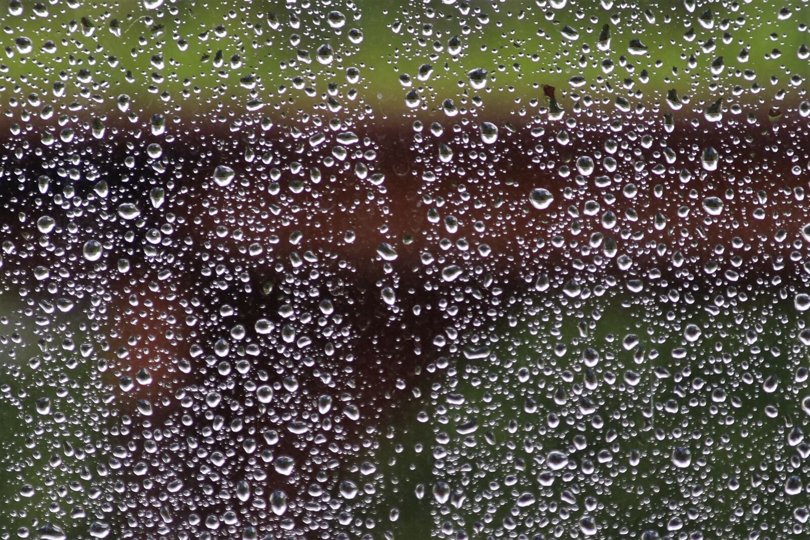 Canon EOS 80D sample photo. Rain drops, rain, water photography