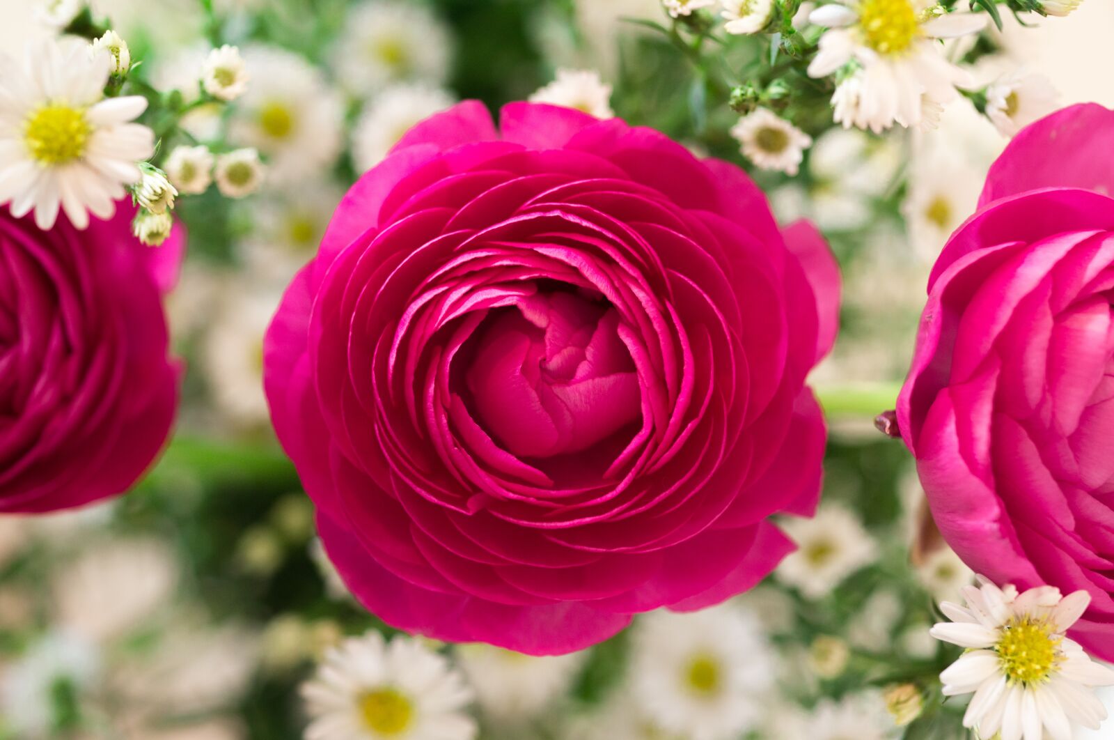 Nikon D610 sample photo. Bouquet, roses, colorful photography