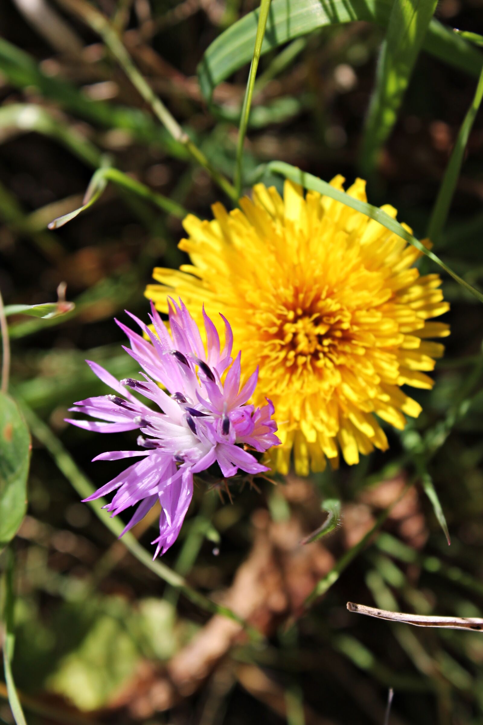Canon EOS 1100D (EOS Rebel T3 / EOS Kiss X50) sample photo. Wild flowers, mediterranean countryside photography