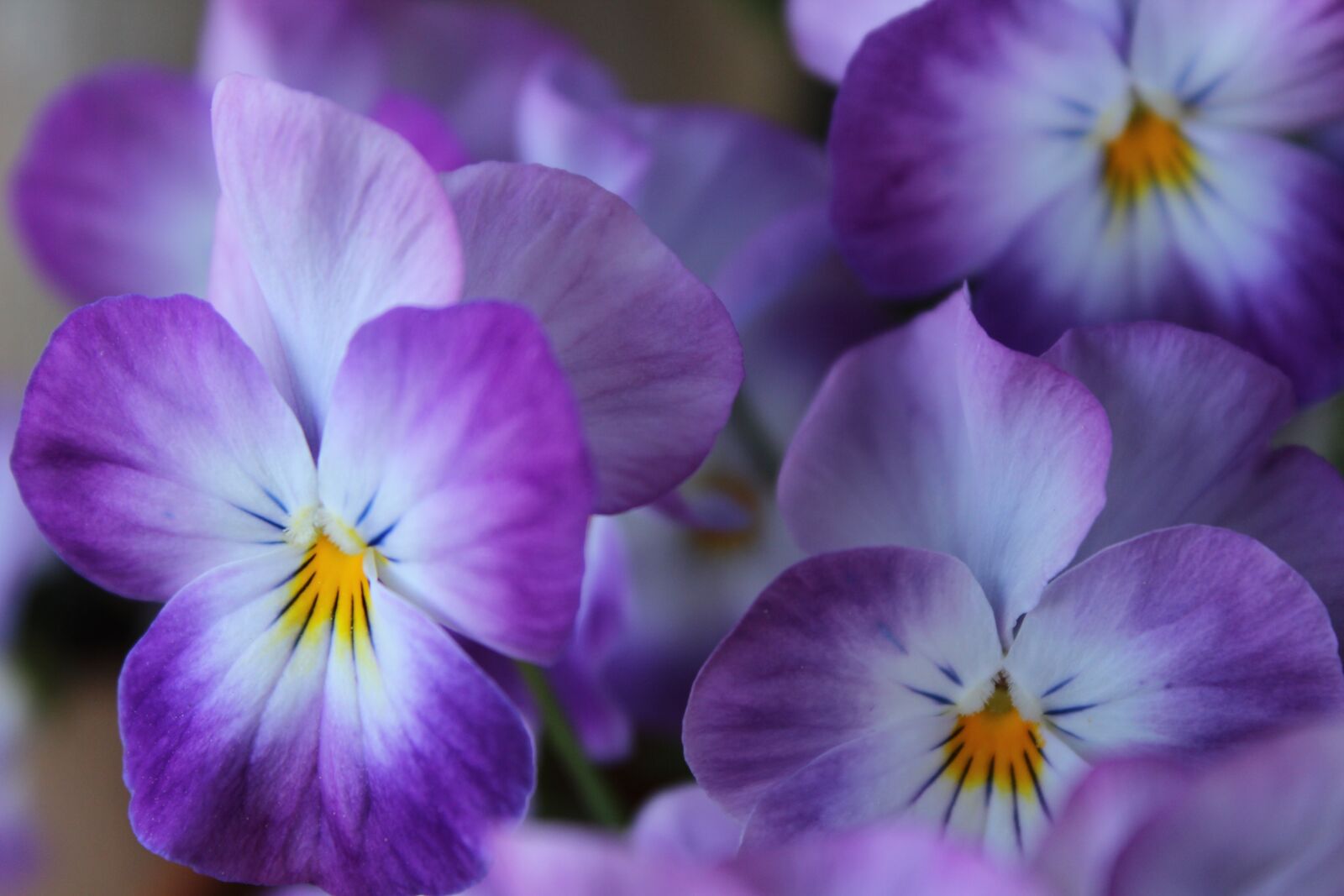 Canon EOS 600D (Rebel EOS T3i / EOS Kiss X5) sample photo. Violet, flower, spring photography