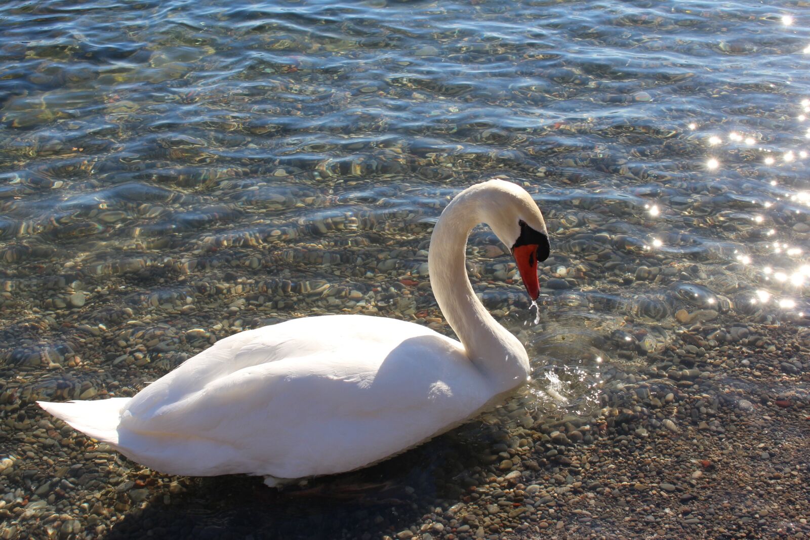 Canon EOS 700D (EOS Rebel T5i / EOS Kiss X7i) sample photo. White, swan, beautiful photography