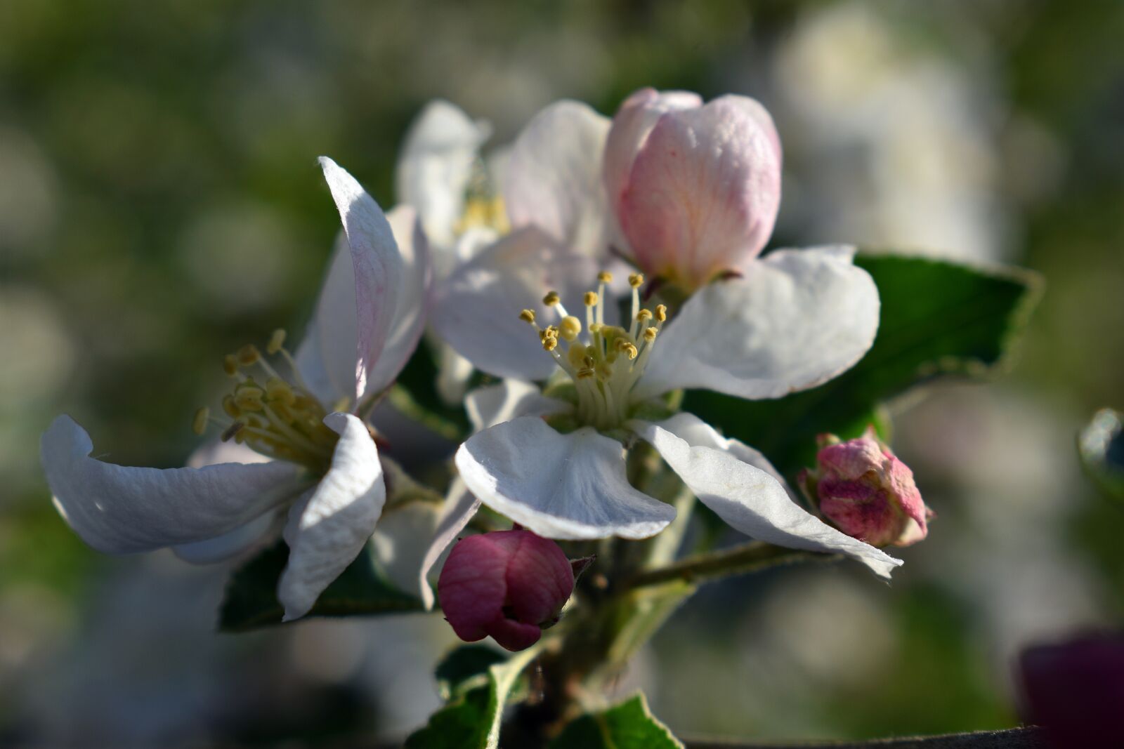 Nikon D3400 sample photo. Spring, apple, flower photography