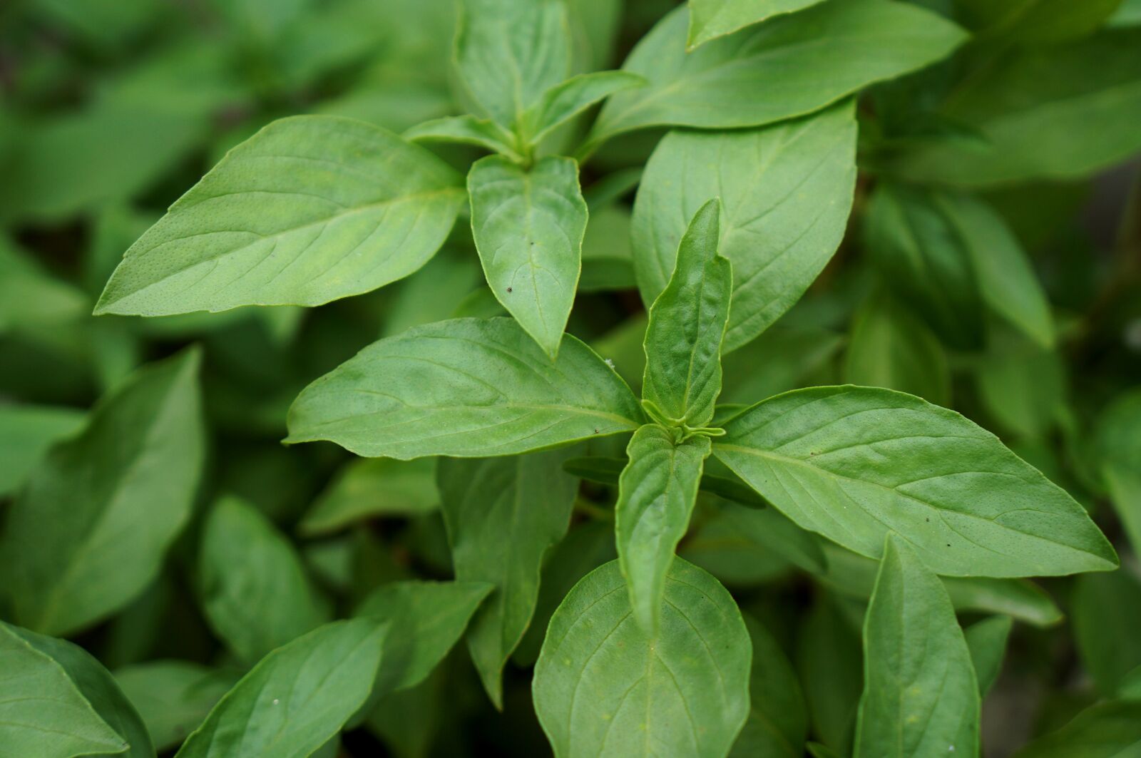 Sony Alpha NEX-F3 + Sony E 18-55mm F3.5-5.6 OSS sample photo. Herbs, basil, greens photography
