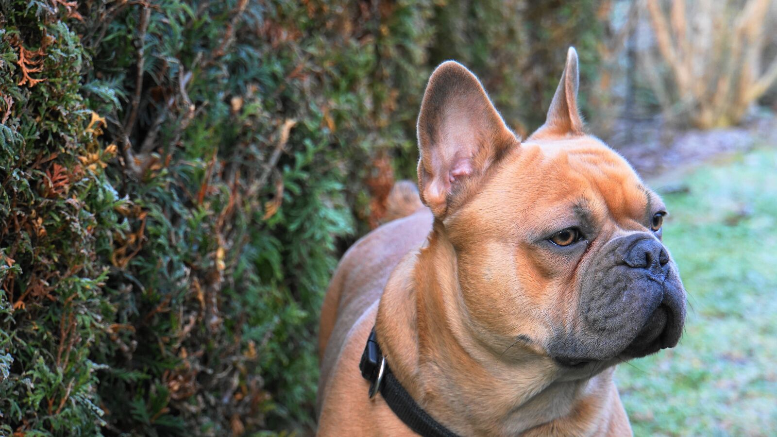 Sony E 18-200mm F3.5-6.3 OSS LE sample photo. French bulldog, dog, pet photography
