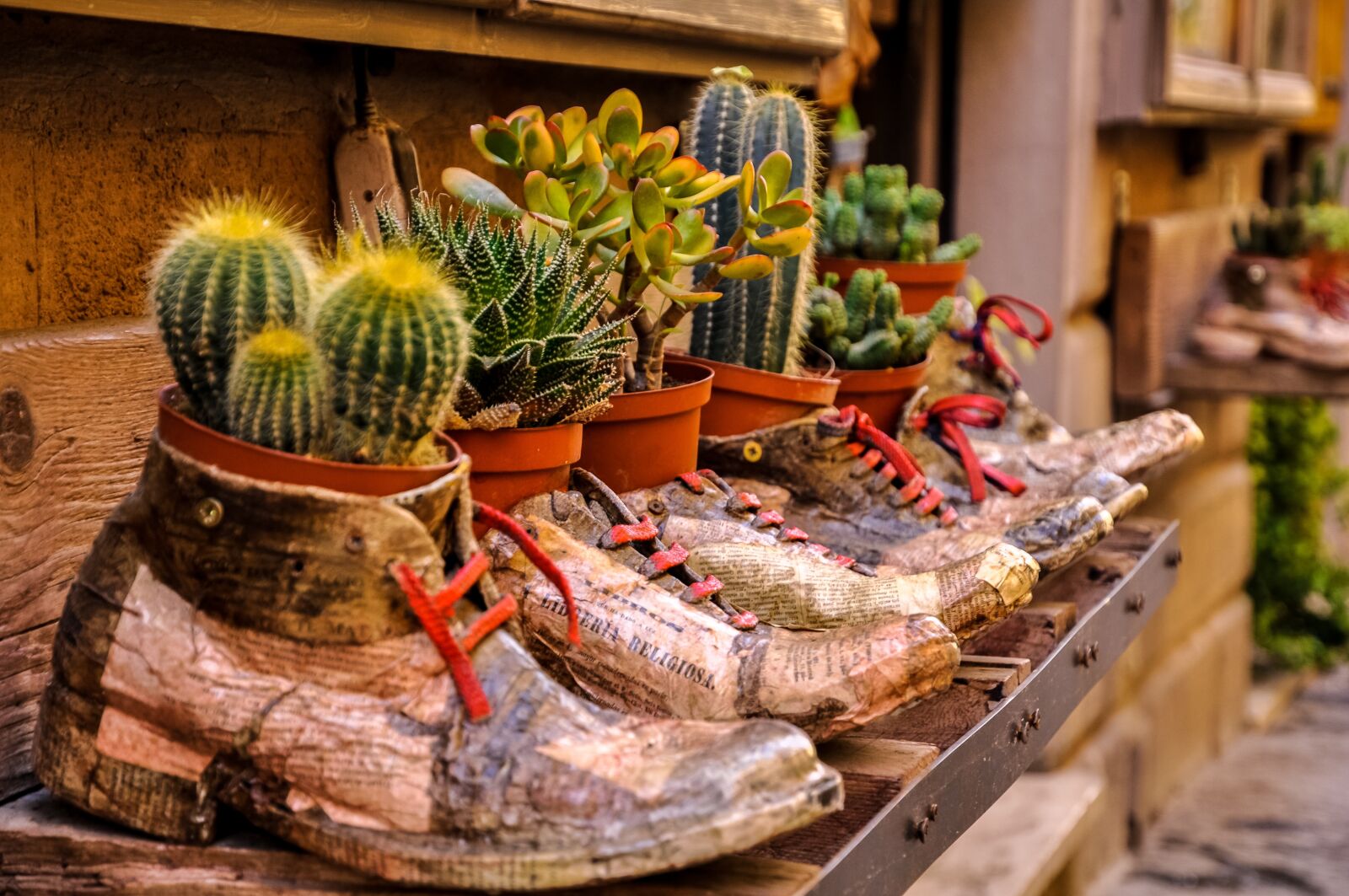 Nikon D90 sample photo. Cacti, flower pot, pot photography