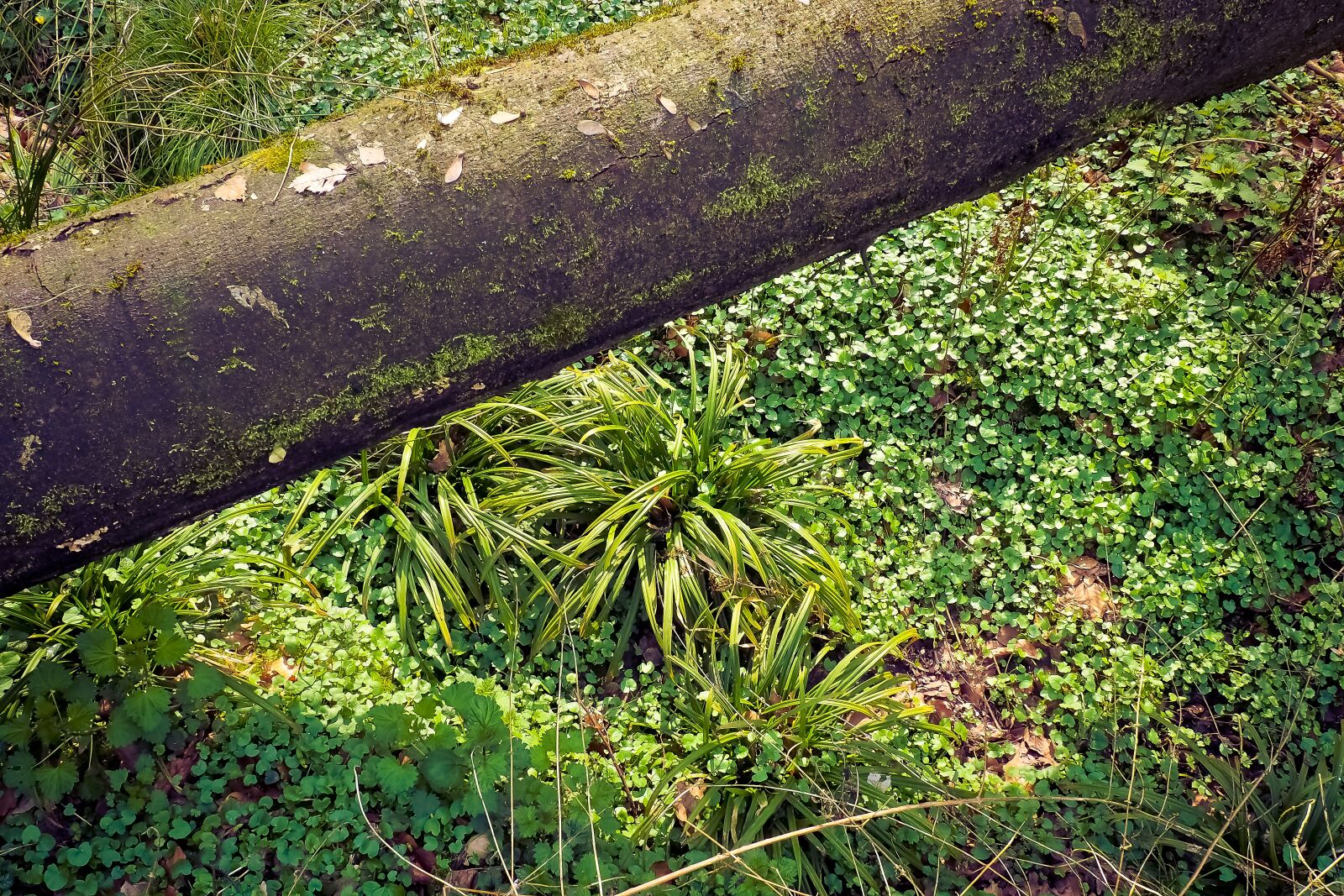 Olympus OM-D E-M10 sample photo. Forest, landscape, glade photography