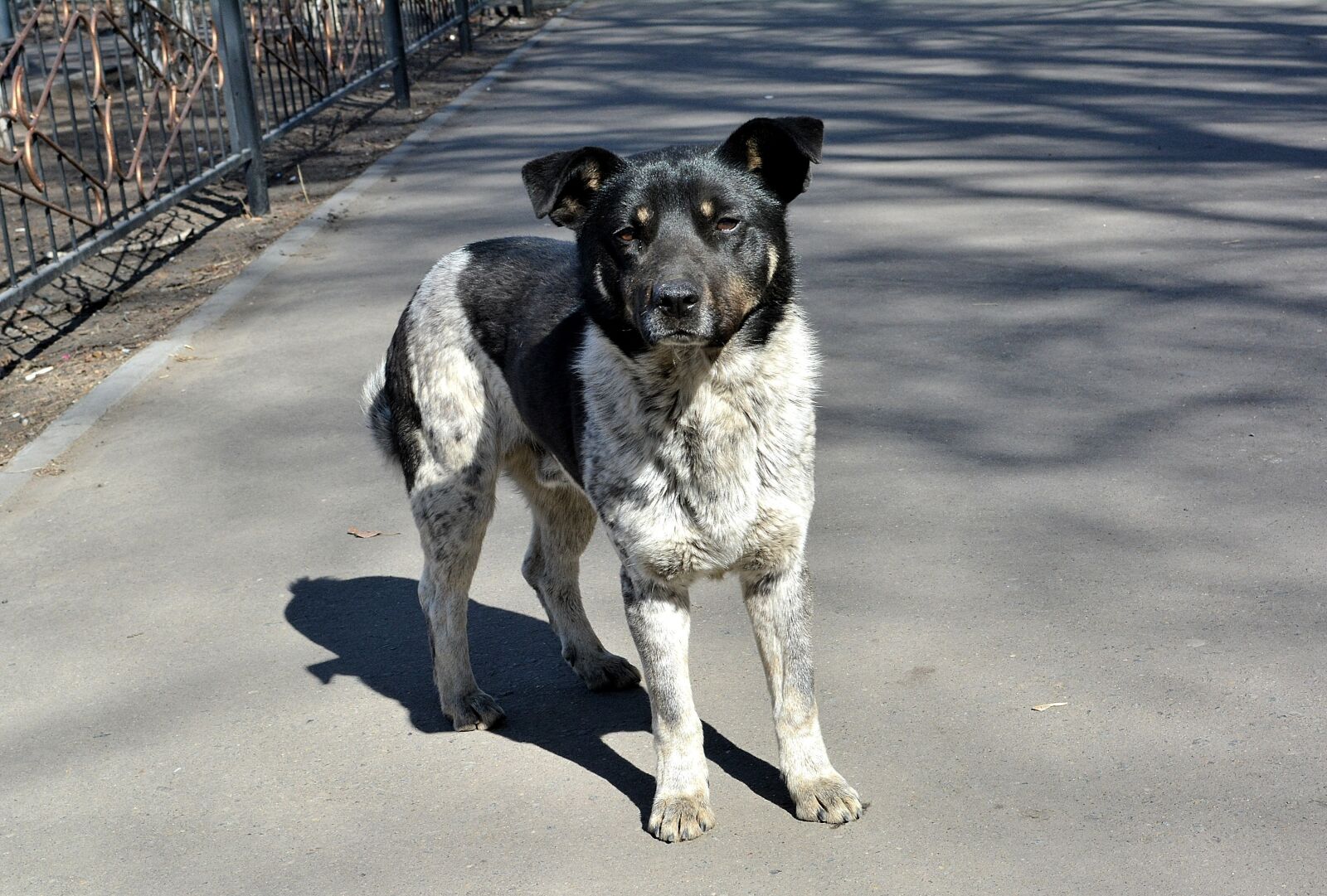 Nikon D5200 sample photo. Dog, animals, stray dog photography
