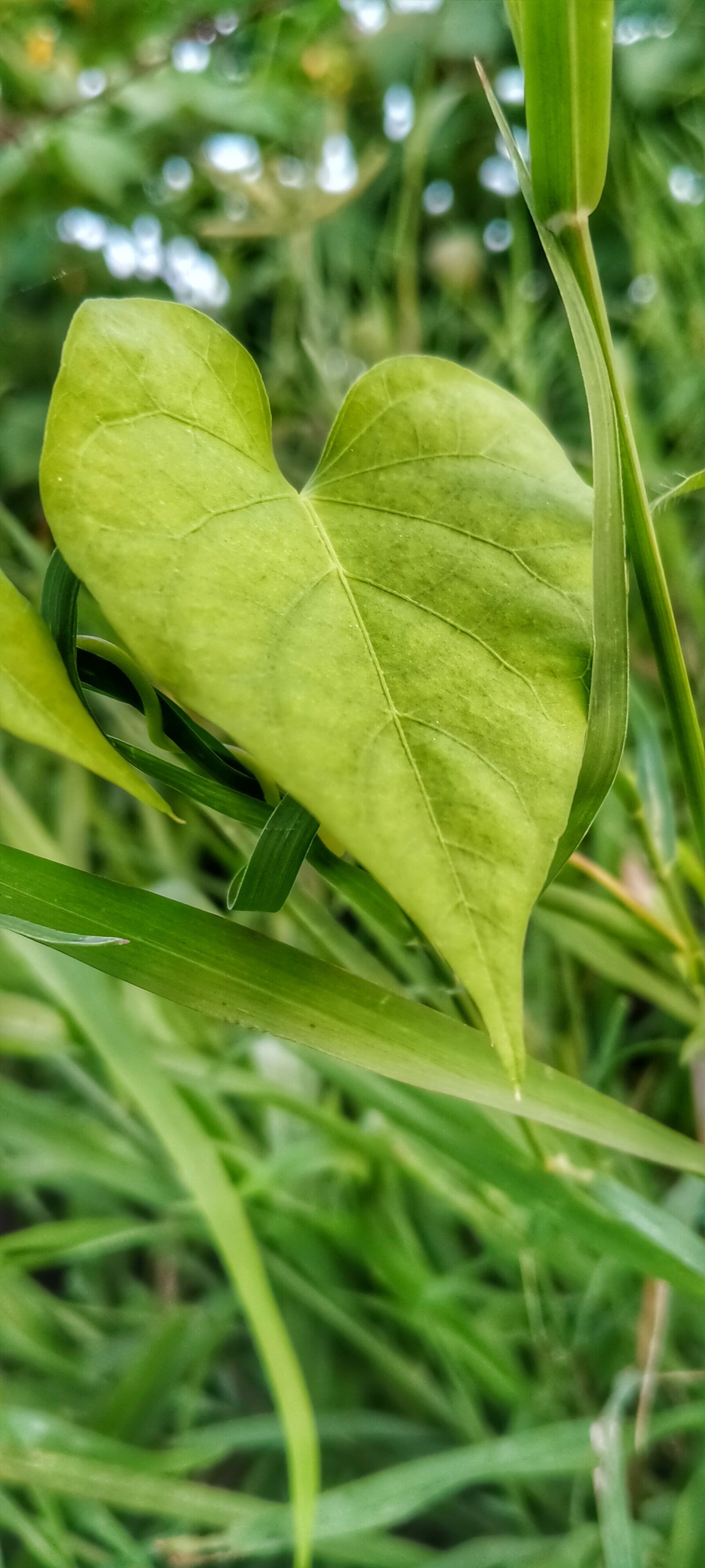 OPPO A5 2020 sample photo. Grass, green, natural photography