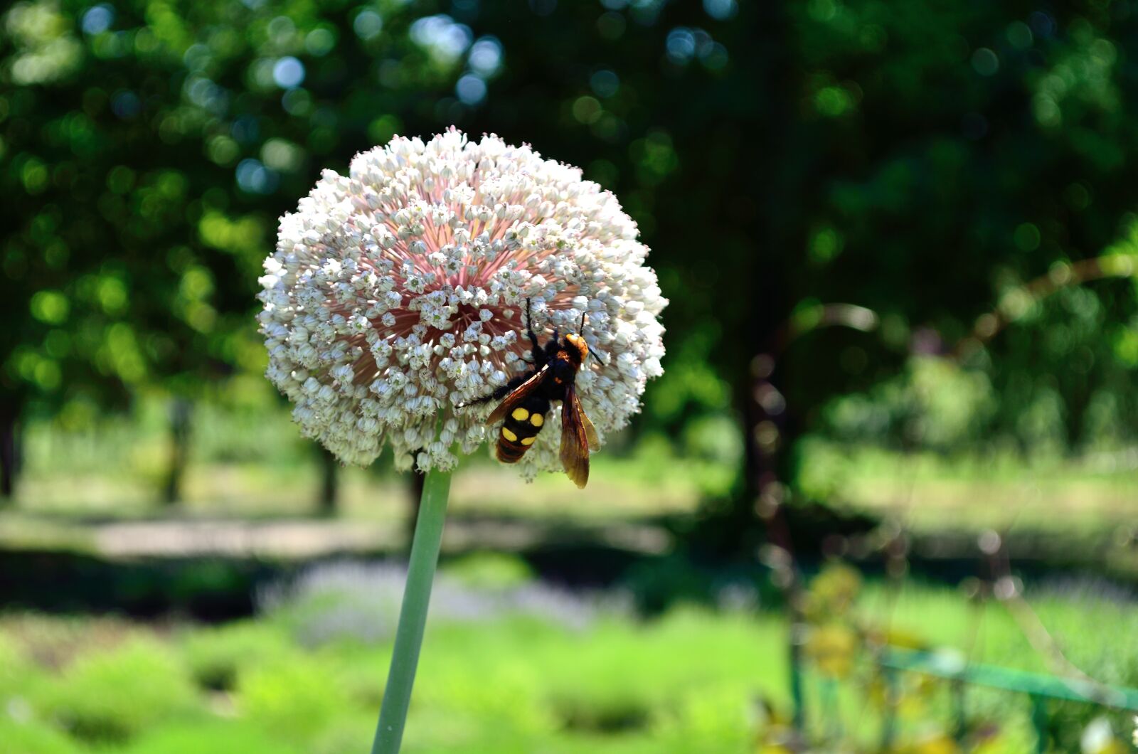 Nikon D5100 sample photo. Flowers, meadow, bloom photography