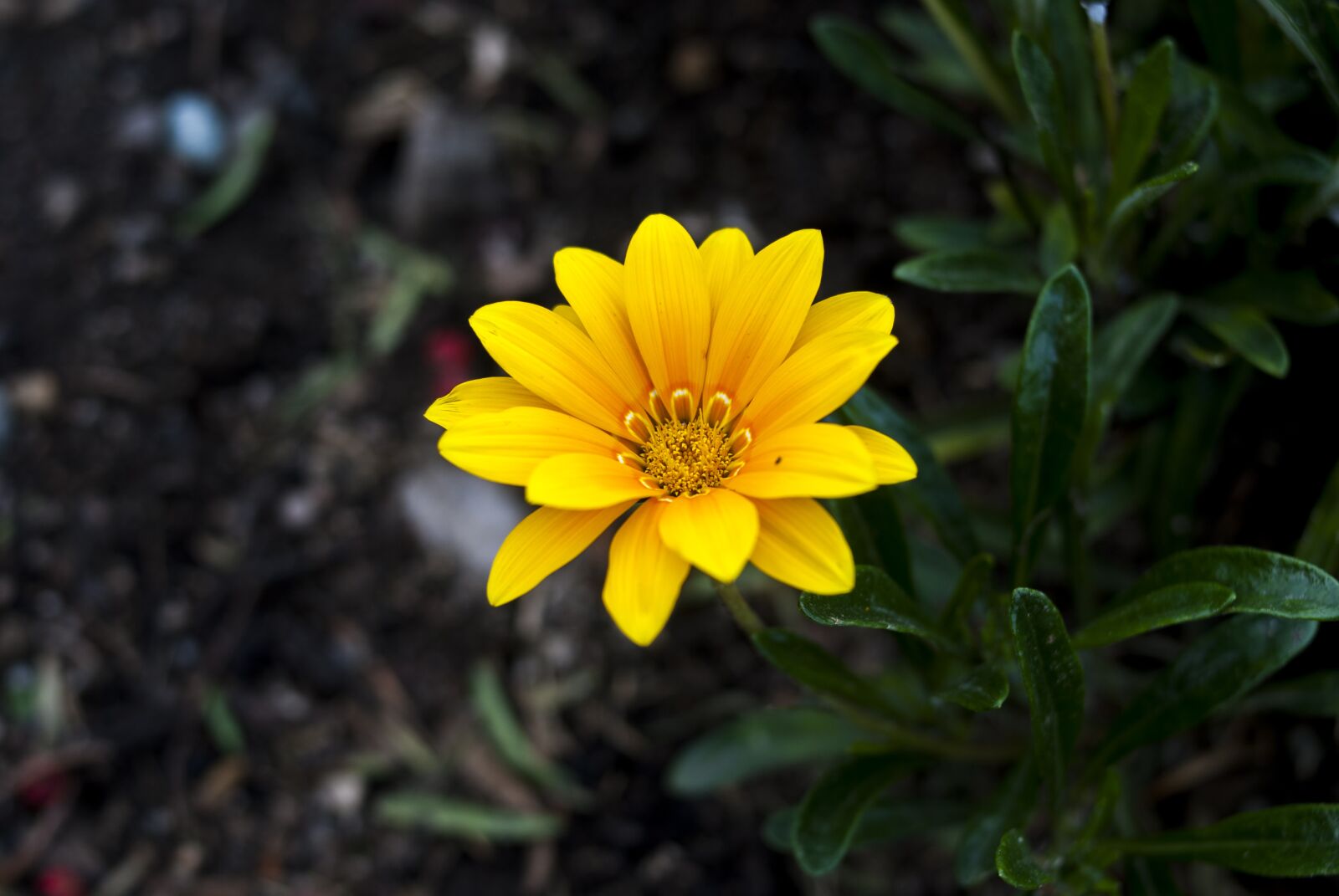 Nikon D60 sample photo. Nature, plant, flower photography