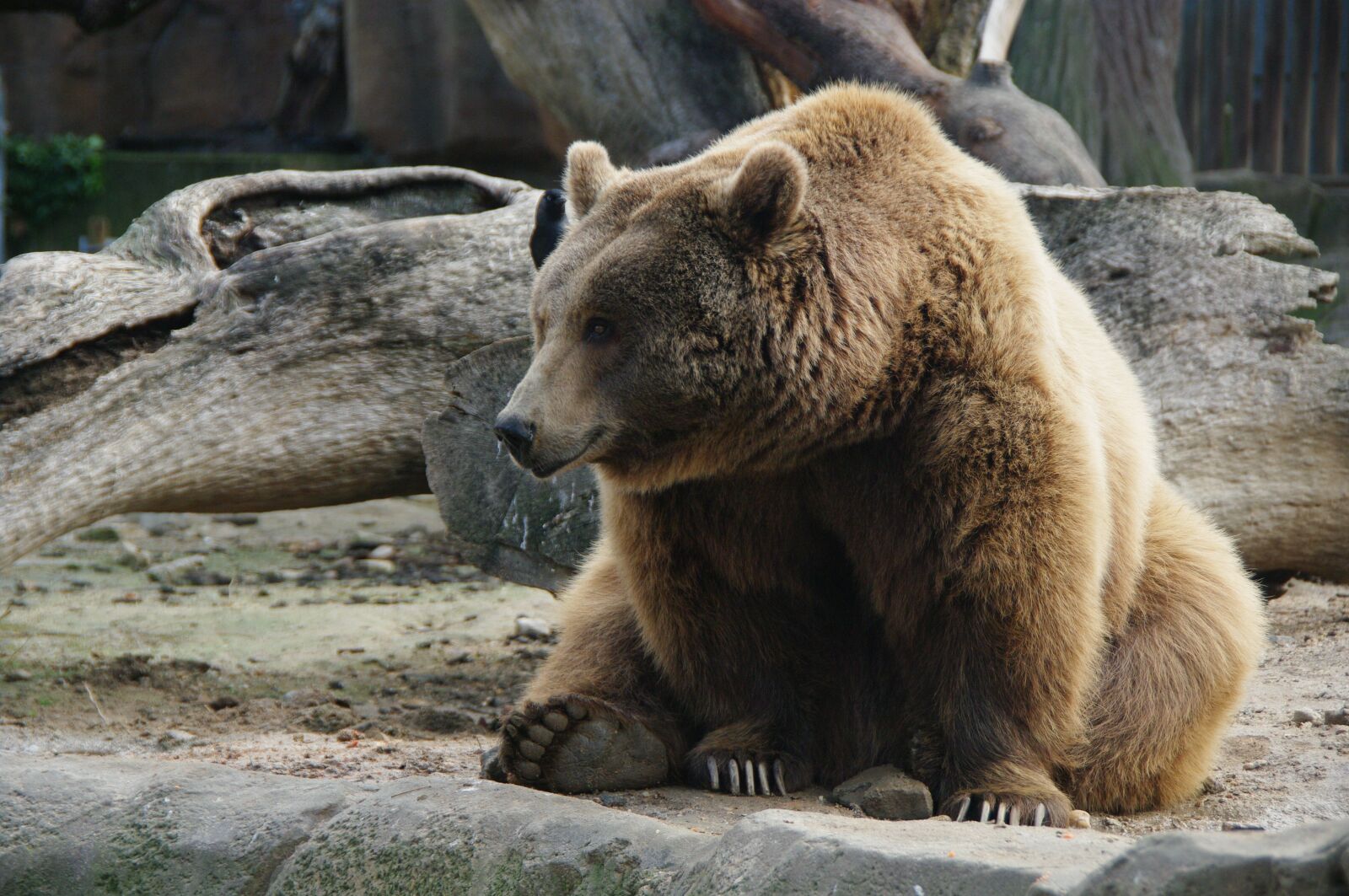 Pentax K20D sample photo. Bear, mammal, fur photography