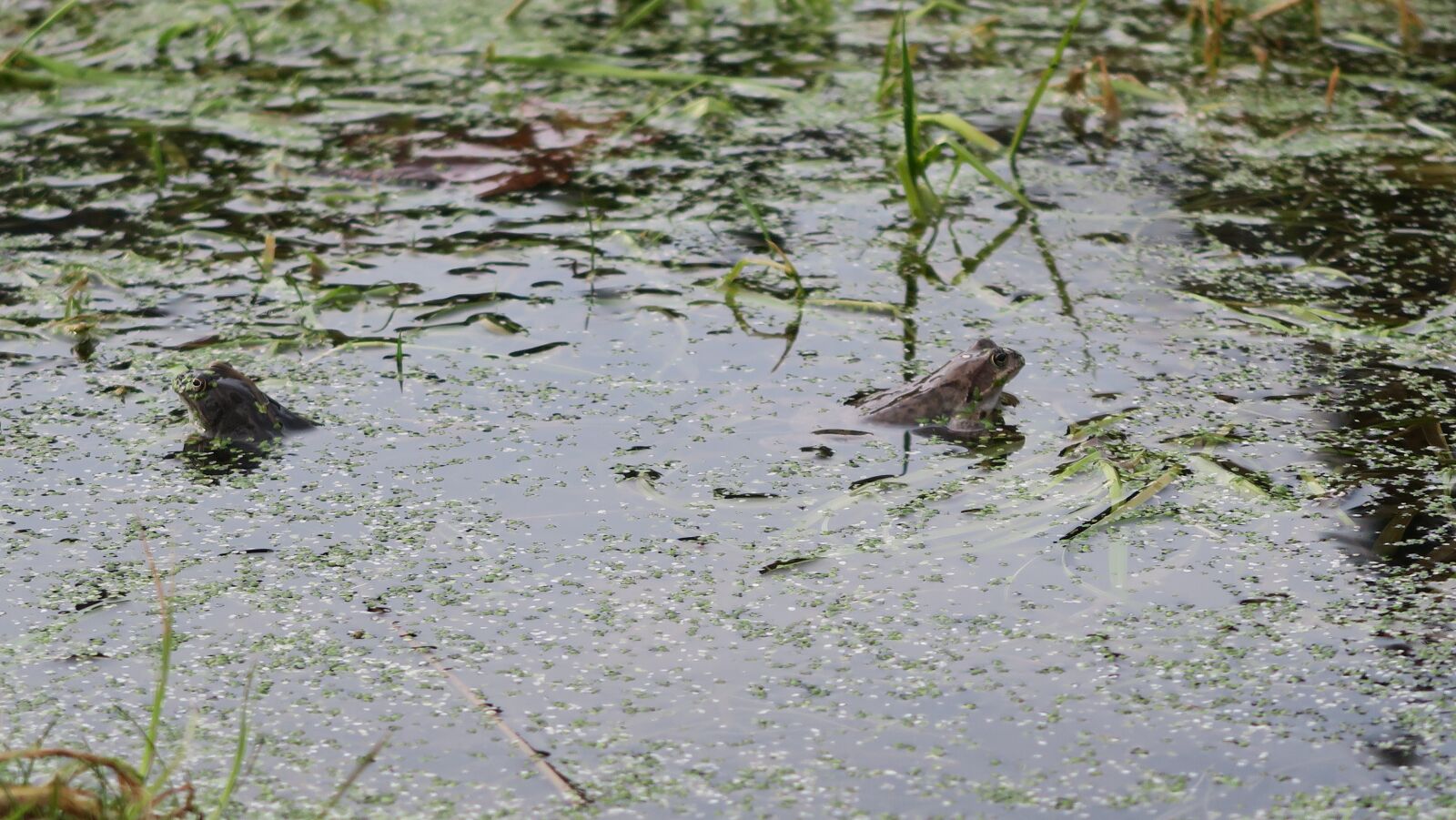 Canon PowerShot G5 X sample photo. Frogs, couple, the multiplication photography