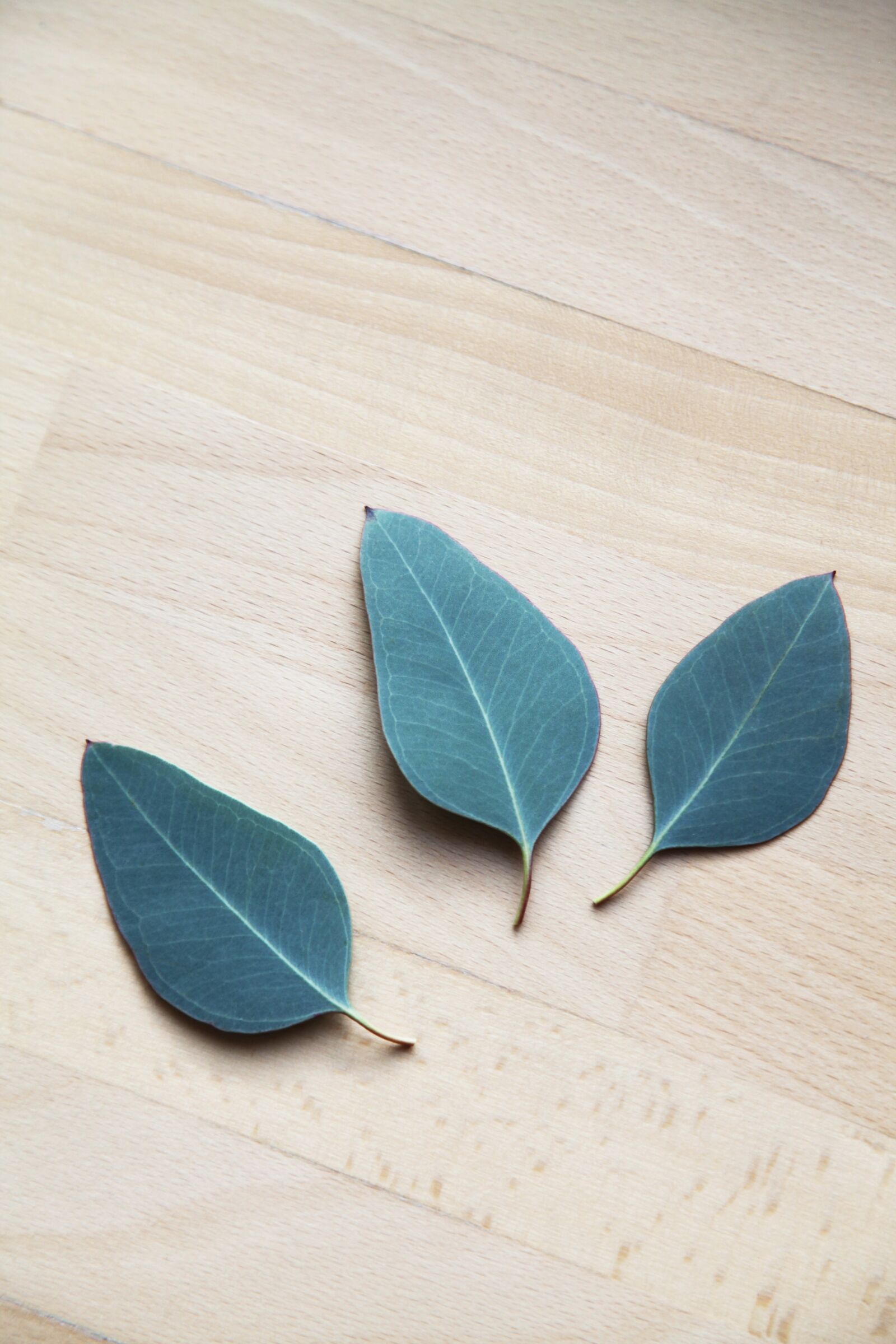 Canon EOS 5D Mark II sample photo. Eucalyptus, leaves, leaf photography