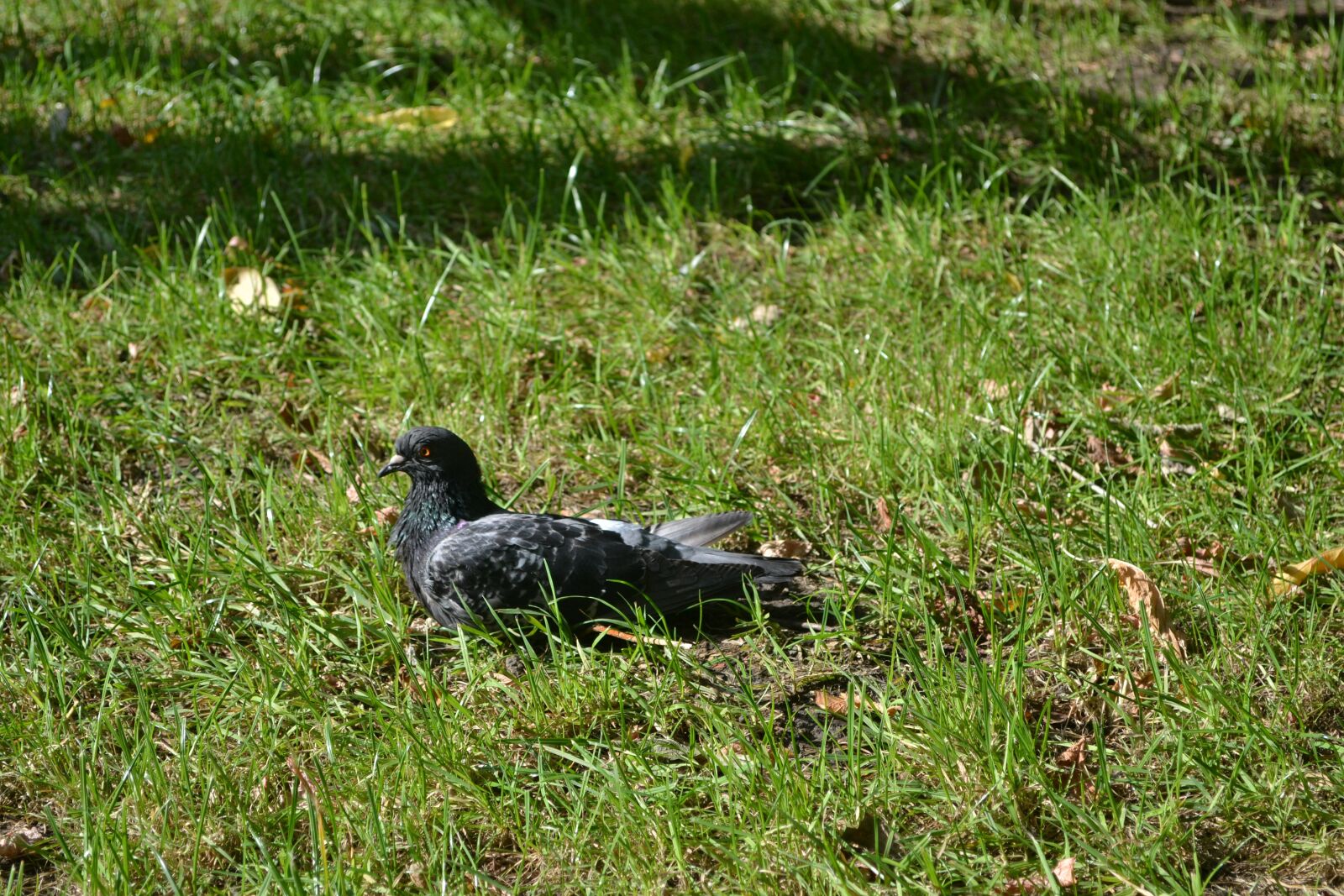 Nikon D3100 sample photo. Park, grass, dove photography