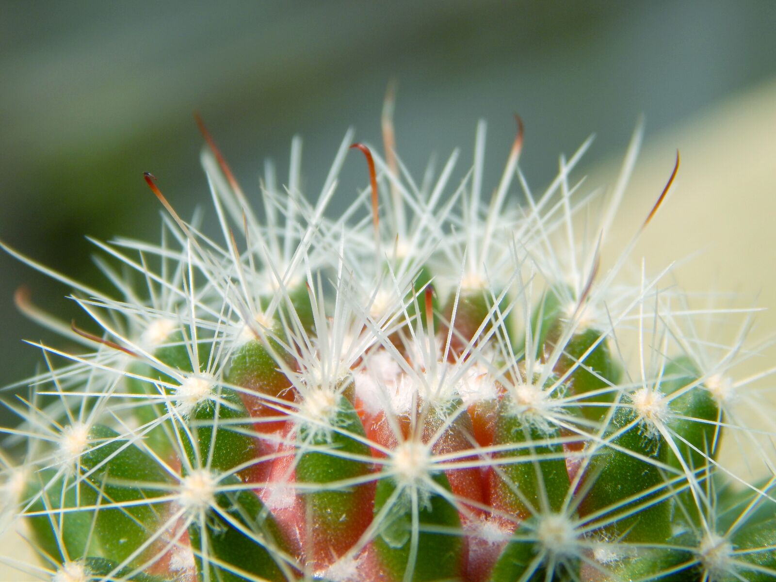Nikon Coolpix L820 sample photo. Cactus, cacti, desert photography