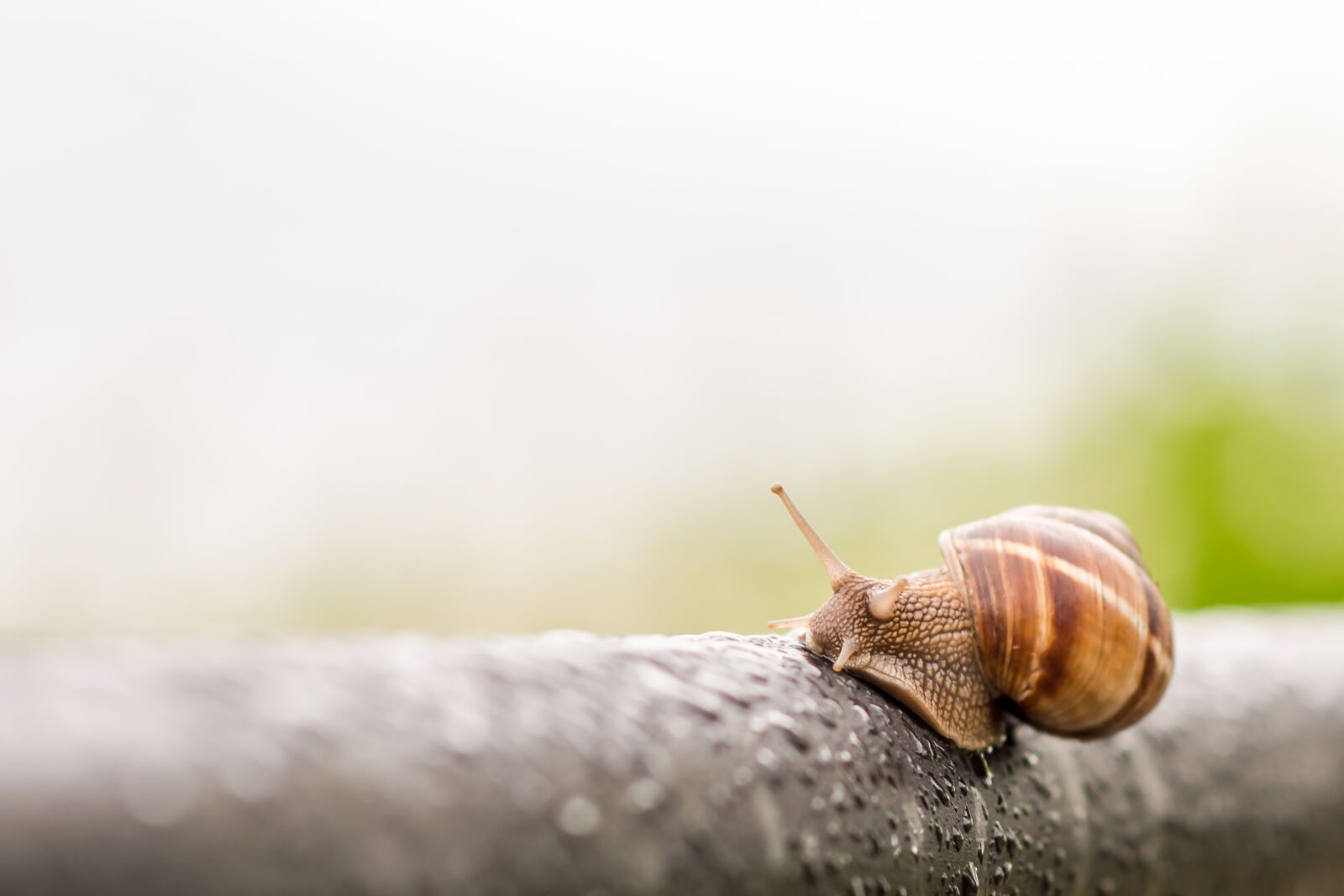 Nikon D7200 sample photo. Snail, rainy day, spring photography