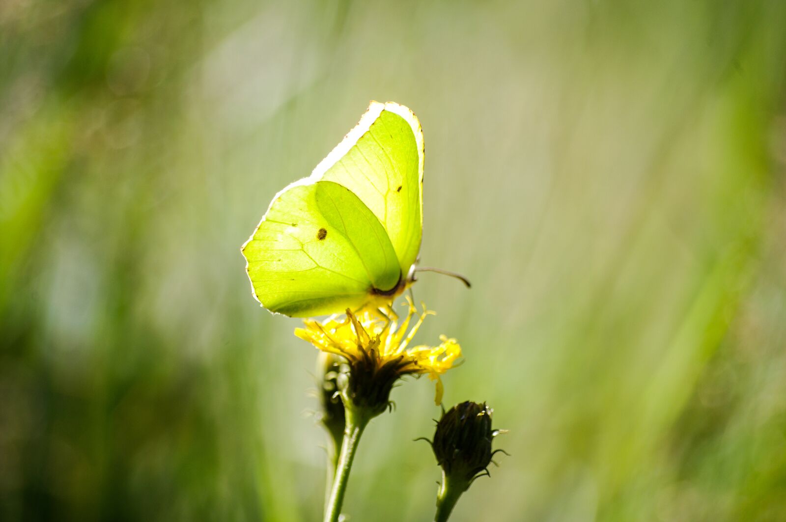 Pentax K-x sample photo. Butterfly, closeup, nature photography