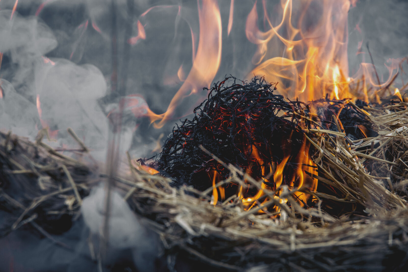 Nikon D3100 sample photo. Dried, grass, on, fire photography