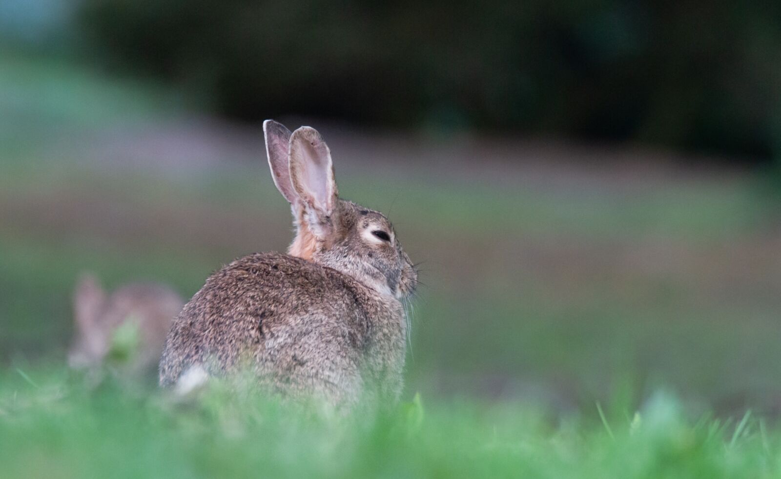Canon EOS 7D sample photo. Rabbit, bunny, bird photography