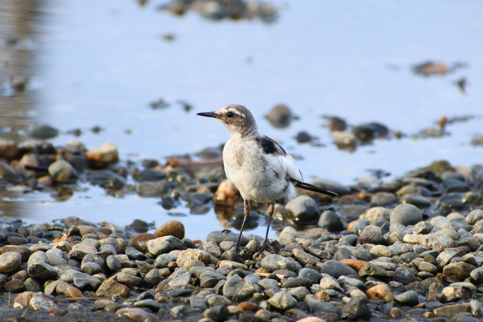 VR 70-300mm f/4.5-6.3G sample photo. Animal, little bird, high photography
