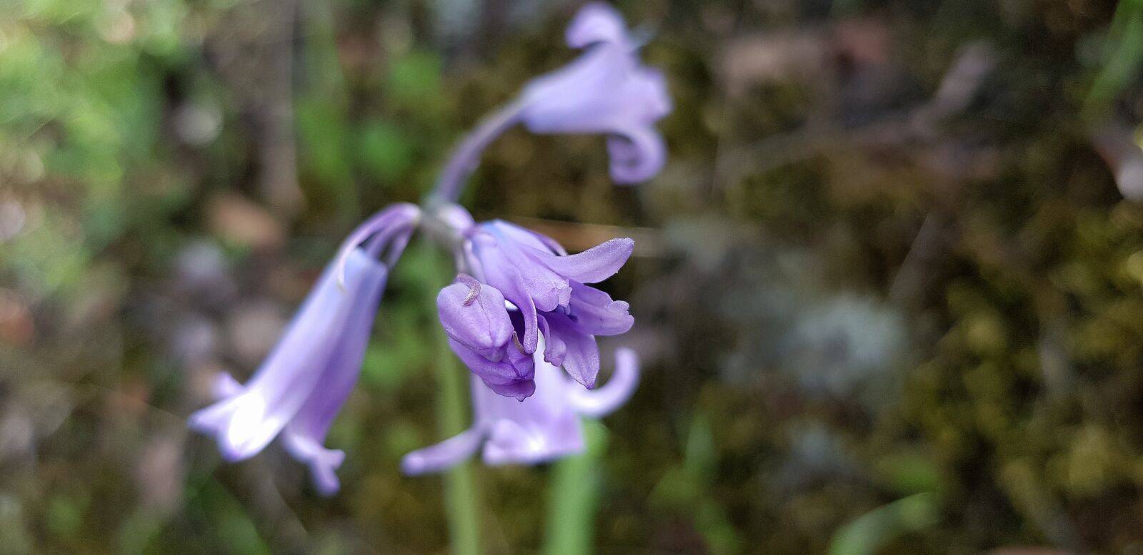 Samsung Galaxy S8 sample photo. Nature, outdoors, flower photography