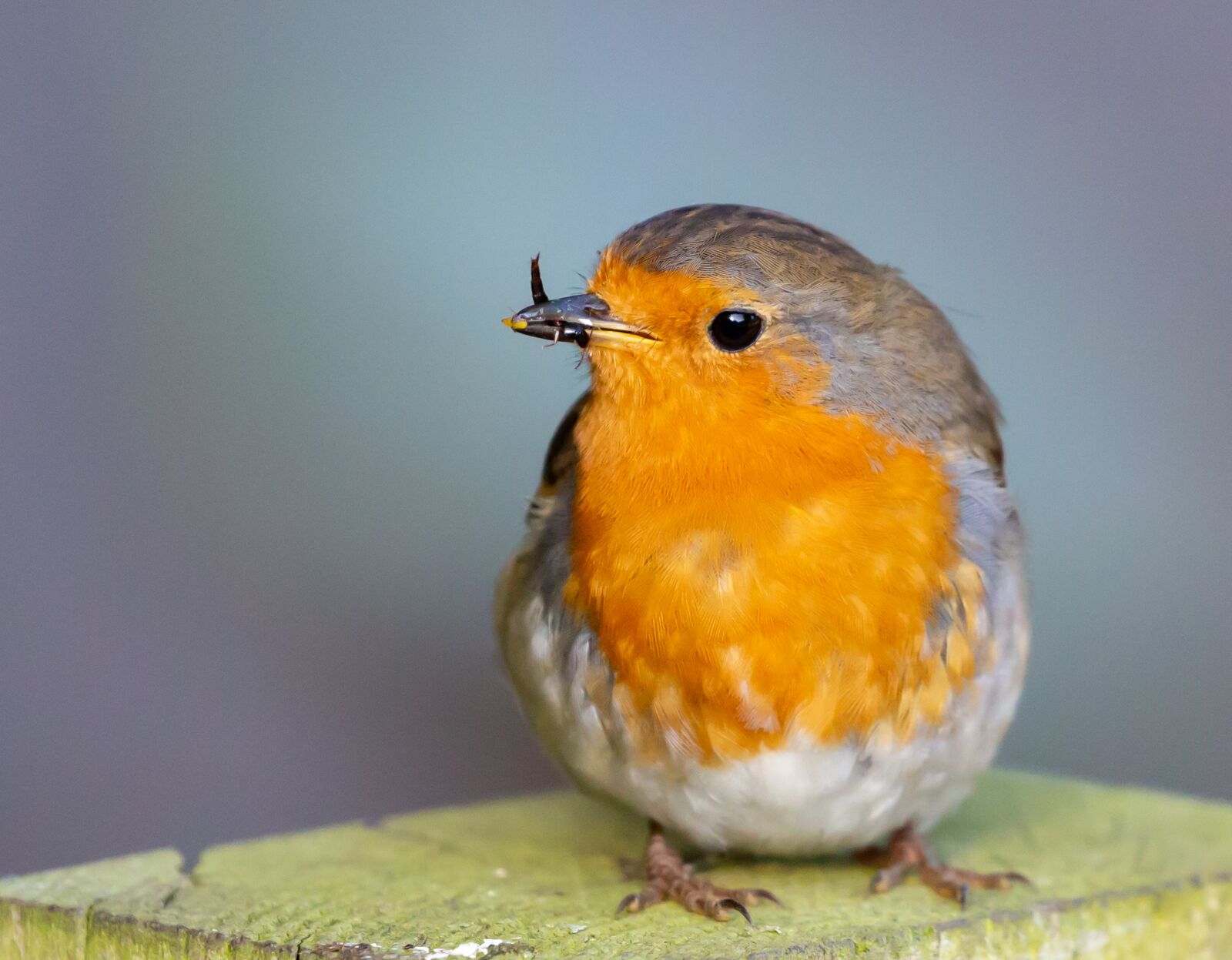 Canon EOS 5D Mark III sample photo. Robin redbreast perched on photography