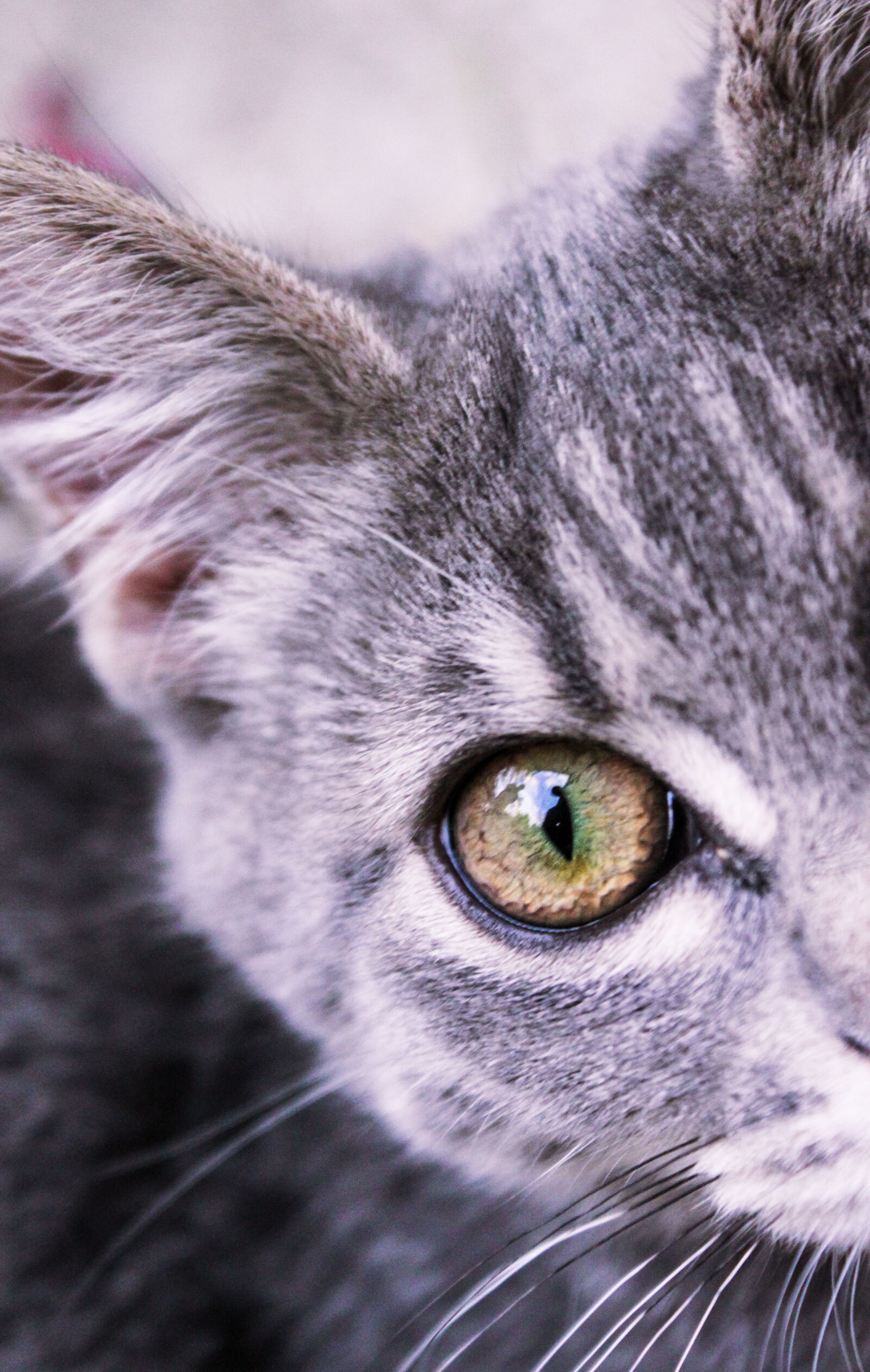 Canon EOS 500D (EOS Rebel T1i / EOS Kiss X3) sample photo. Animal, cat, cats, closeup photography