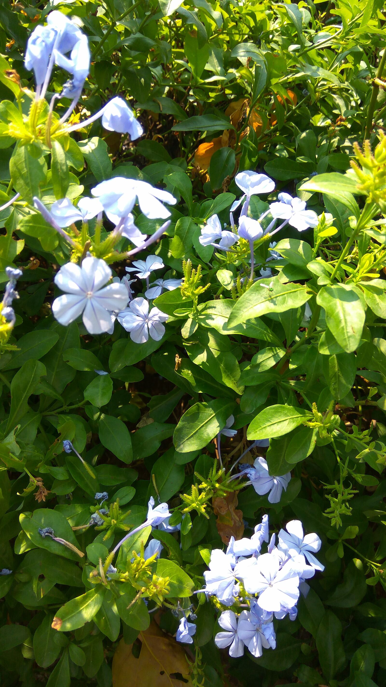 Xiaomi Redmi Note3 sample photo. Flower, spring, rose photography