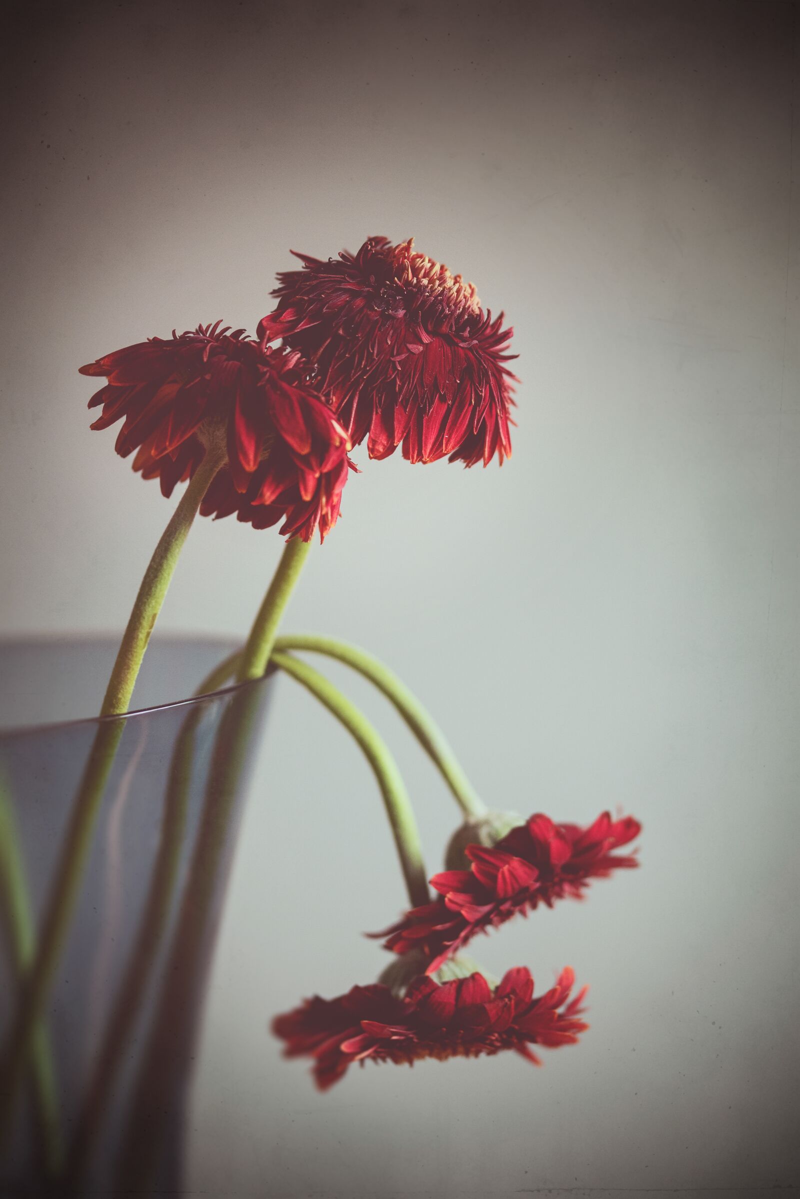 Nikon D750 sample photo. Withered flowers, red, blossom photography